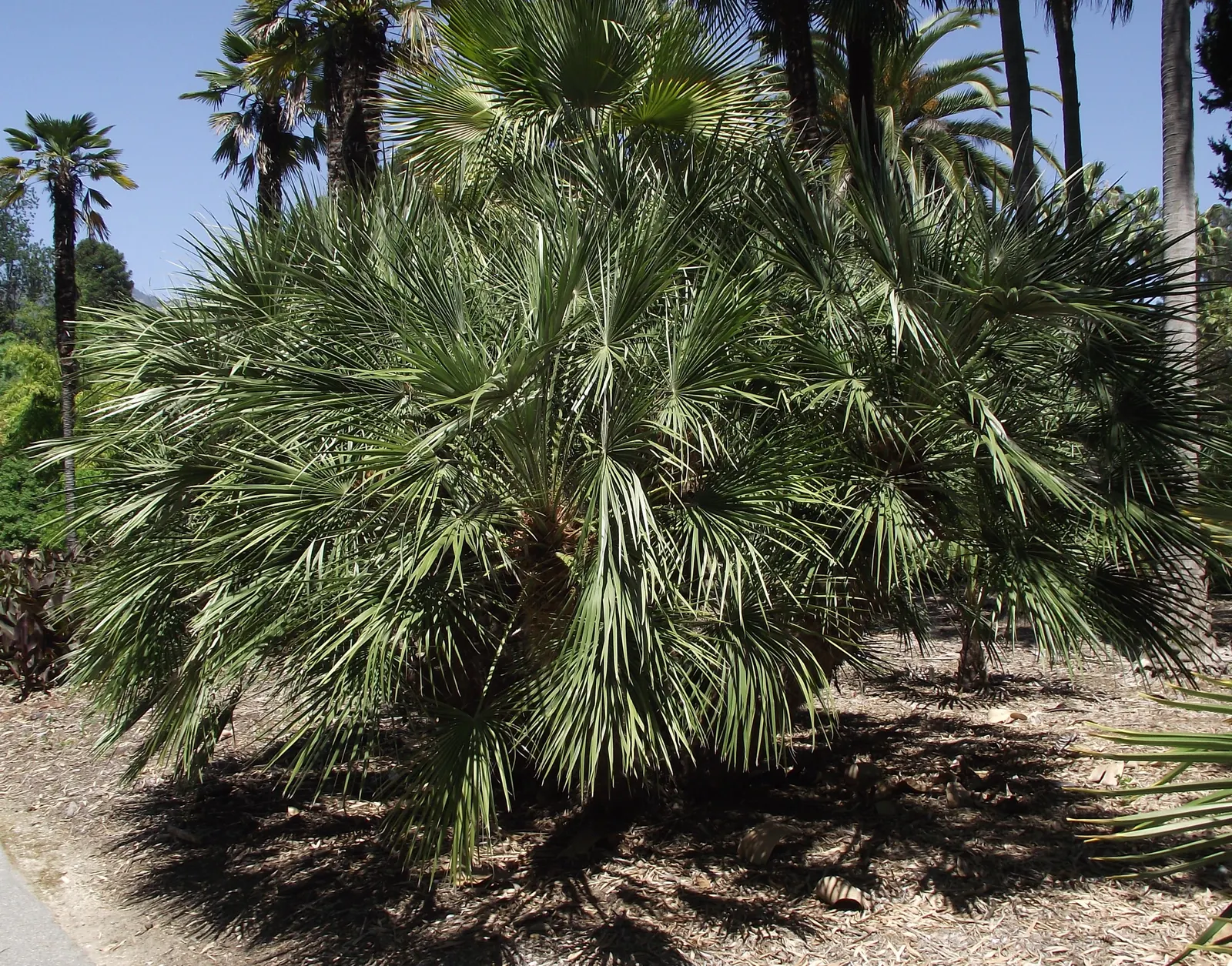 Mediterranean Fan Palm (Chamaerops Humilis) — It has a mature height of 10-20 feet and a spread of 6-15 feet