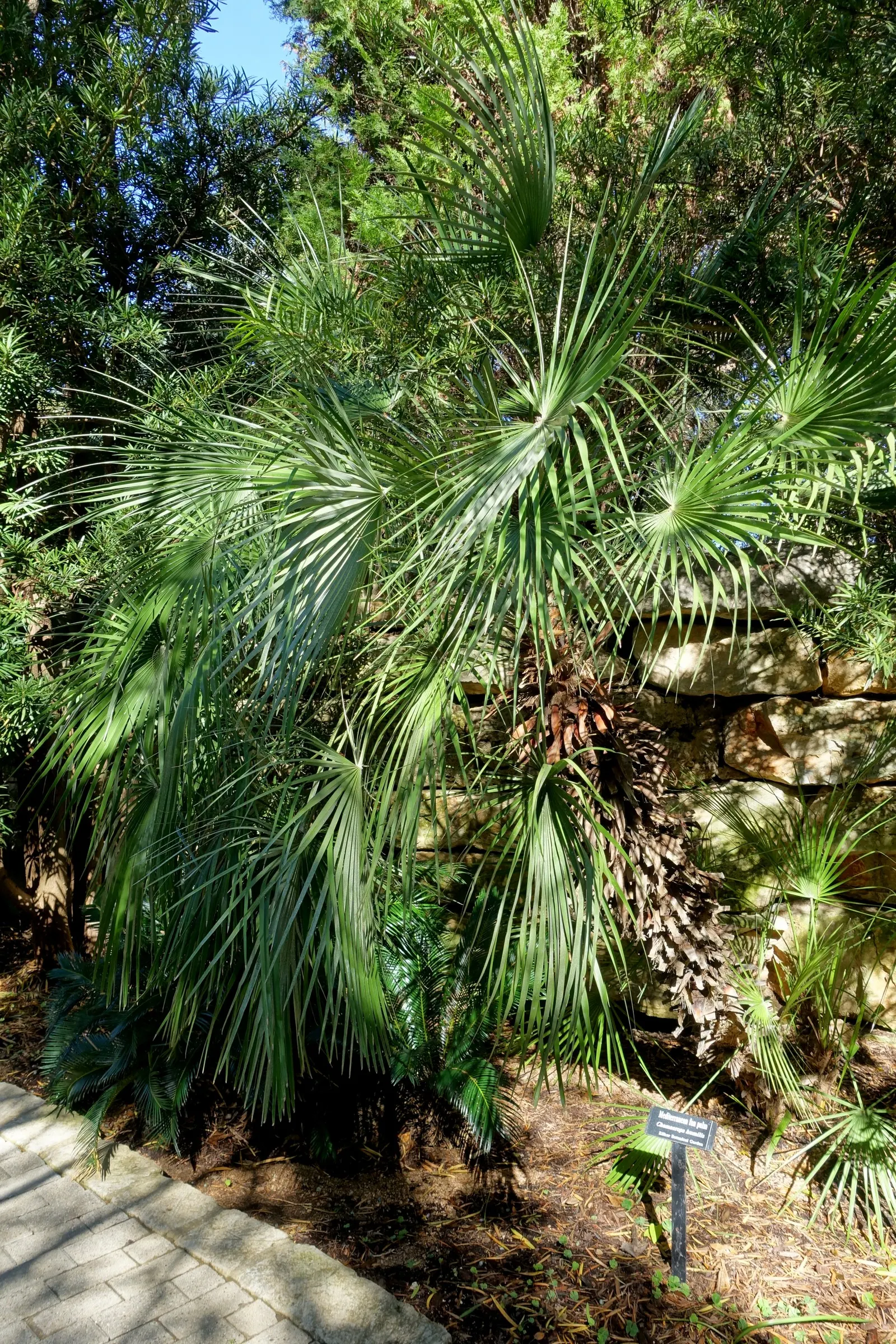 Mediterranean Fan Palm (Chamaerops Humilis) — is a remarkable and hardy addition to any landscape design