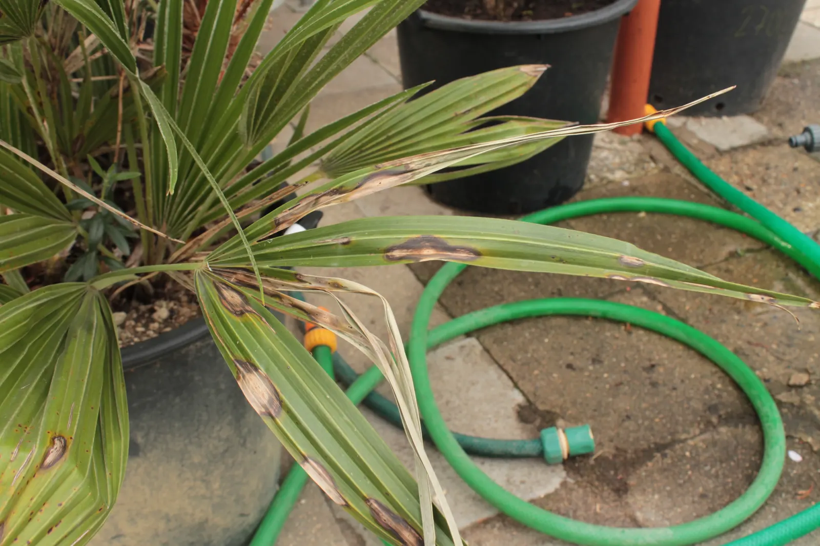 Mediterranean Fan Palm (Chamaerops Humilis) — fan-shaped fronds atop multiple trunks; scientifically known as Chamaerops humilis