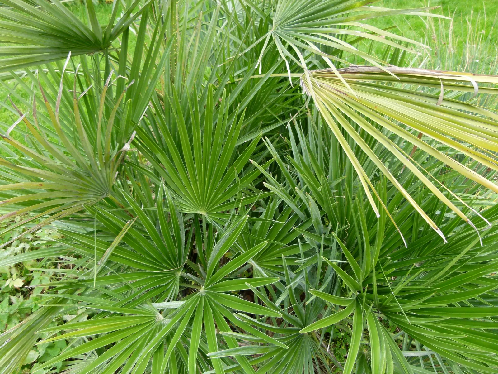 Mediterranean Fan Palm (Chamaerops Humilis) — Chamaerops humilis requires minimal irrigation and can handle occasional cold dips down to about 10°F