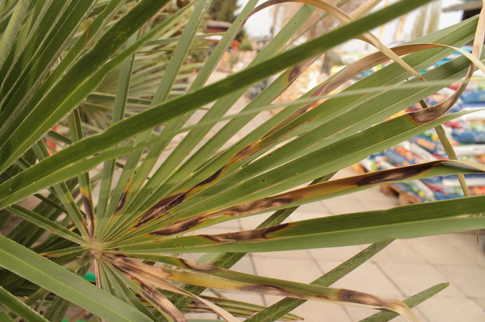 Mediterranean Fan Palm (Chamaerops Humilis) — The Mediterranean Fan Palm (Chamaerops humilis) is a hardy, compact palm native to the Mediterranean region
