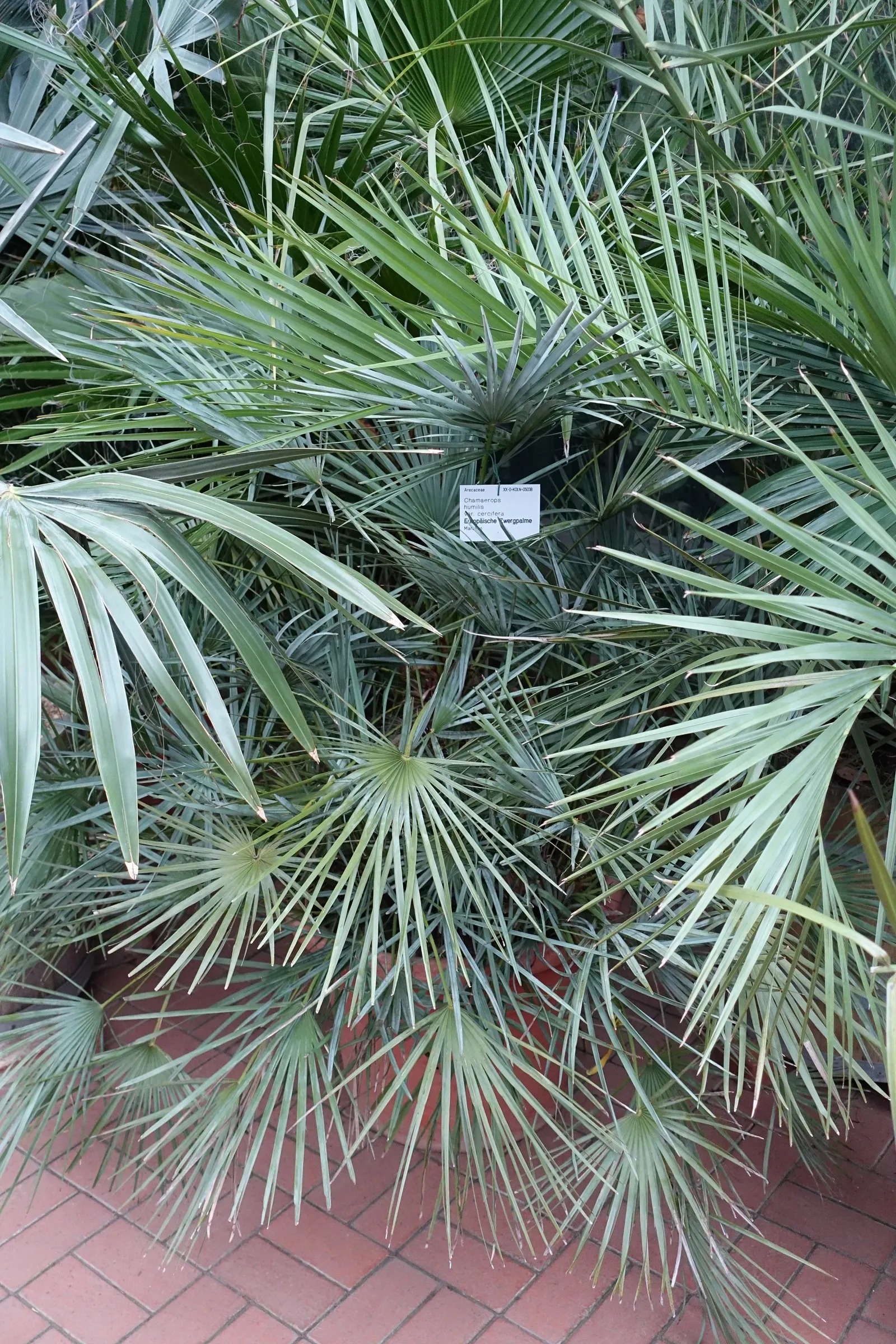Mediterranean Fan Palm (Chamaerops Humilis) — Chamaerops humilis brings year-round interest with minimal maintenance