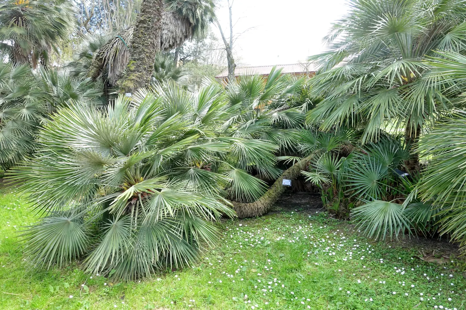 Mediterranean Fan Palm (Chamaerops Humilis) — USDA Zones 8-11 are suitable for cultivation; this slow-growing palm features blue-green