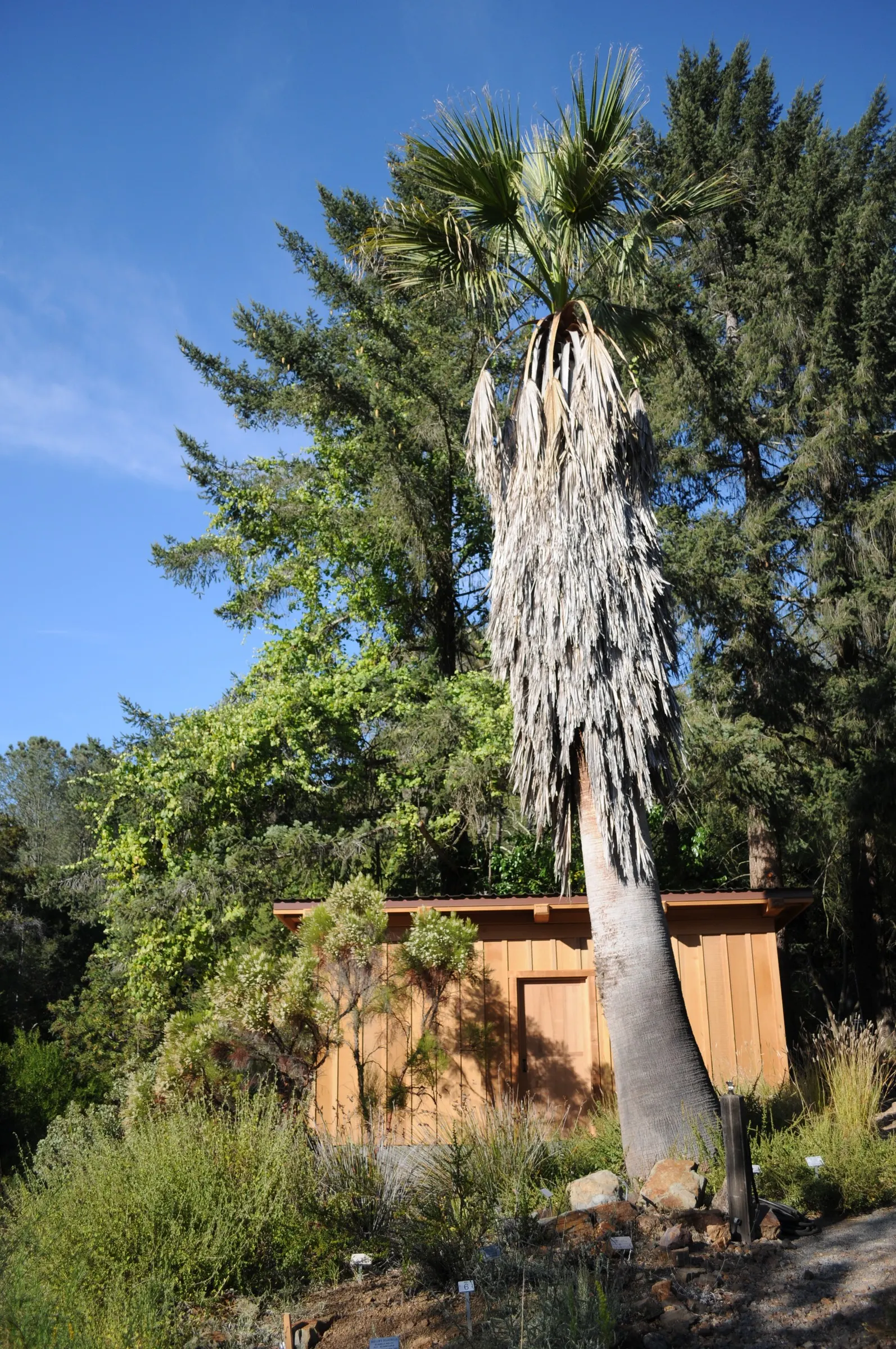 Mediterranean Fan Palm (Chamaerops Humilis) — Its growth rate is relatively slow