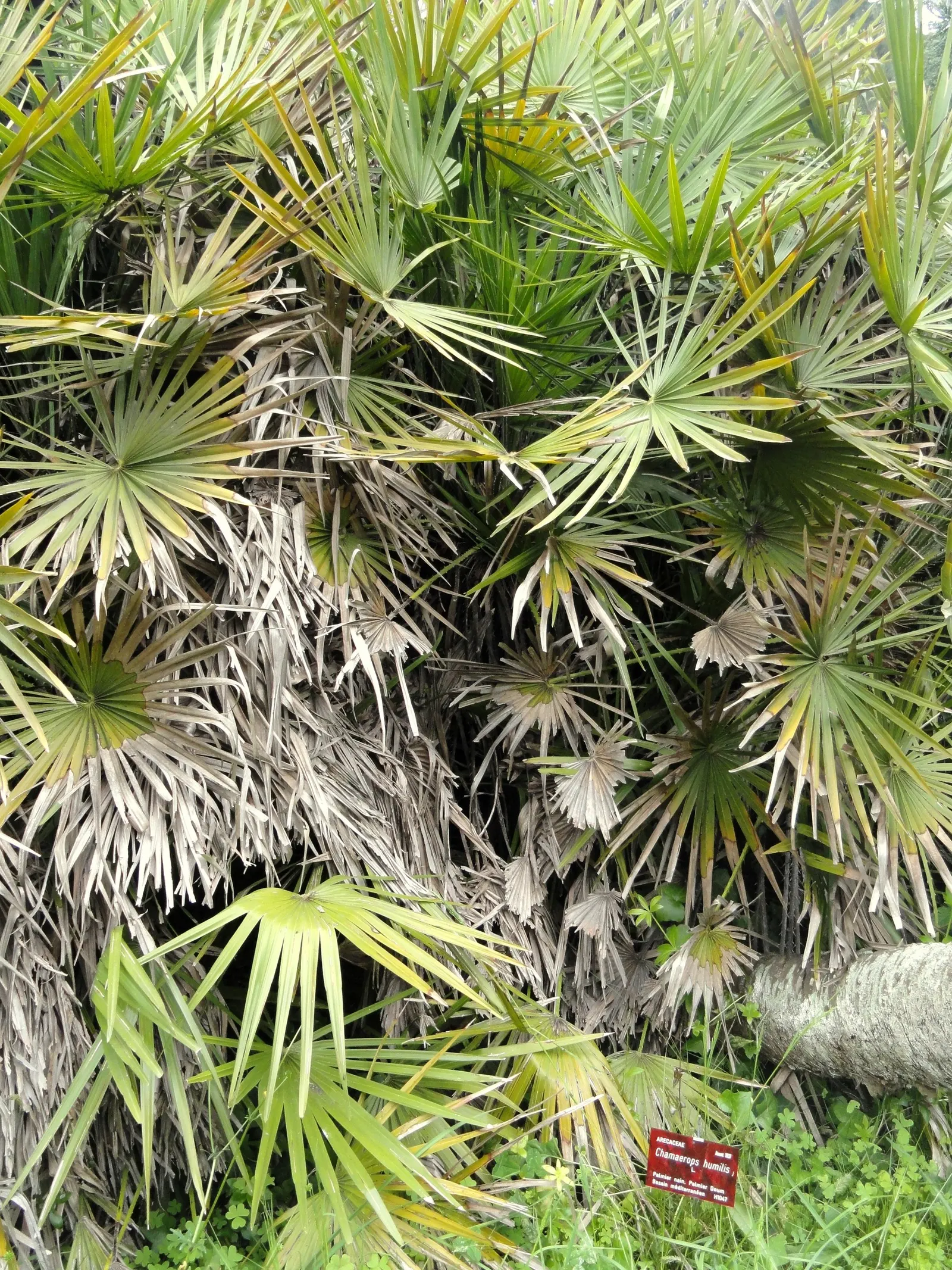 Mediterranean Fan Palm (Chamaerops Humilis) — Ideal for small gardens, it's drought-tolerant and thrives in full sun to partial shade; these leaves emerge from