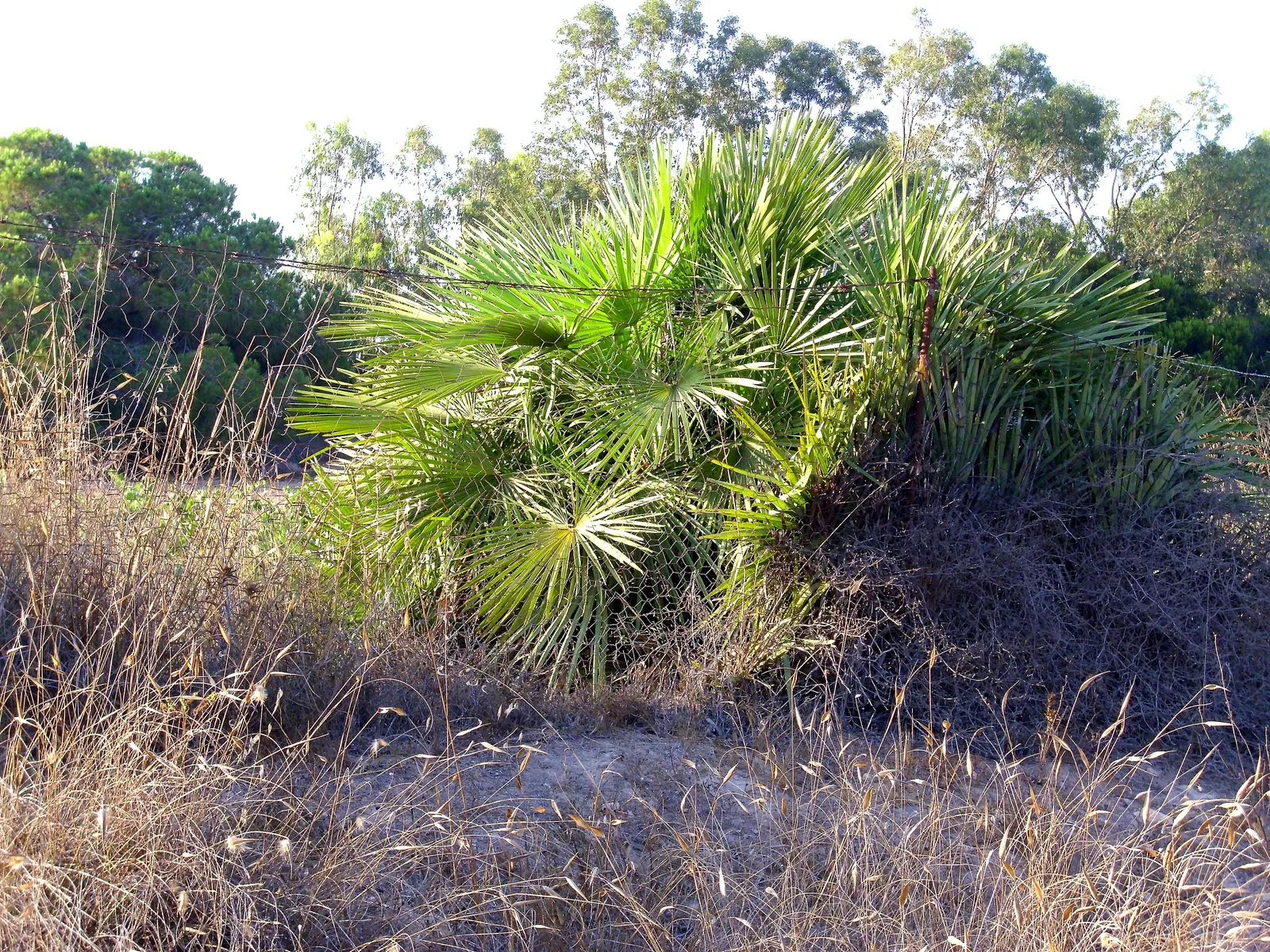 Mediterranean Fan Palm (Chamaerops Humilis) — making it an ideal specimen for those seeking a touch of Mediterranean charm in their outdoor living space