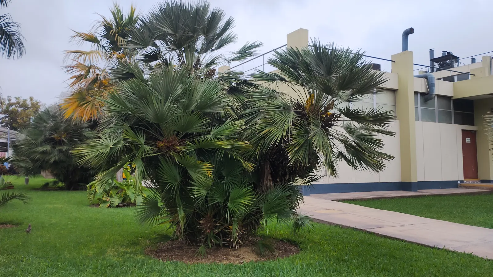 Mediterranean Fan Palm (Chamaerops Humilis) — Chamaerops humilis requires minimal irrigation and can handle occasional cold dips down to about, image 87