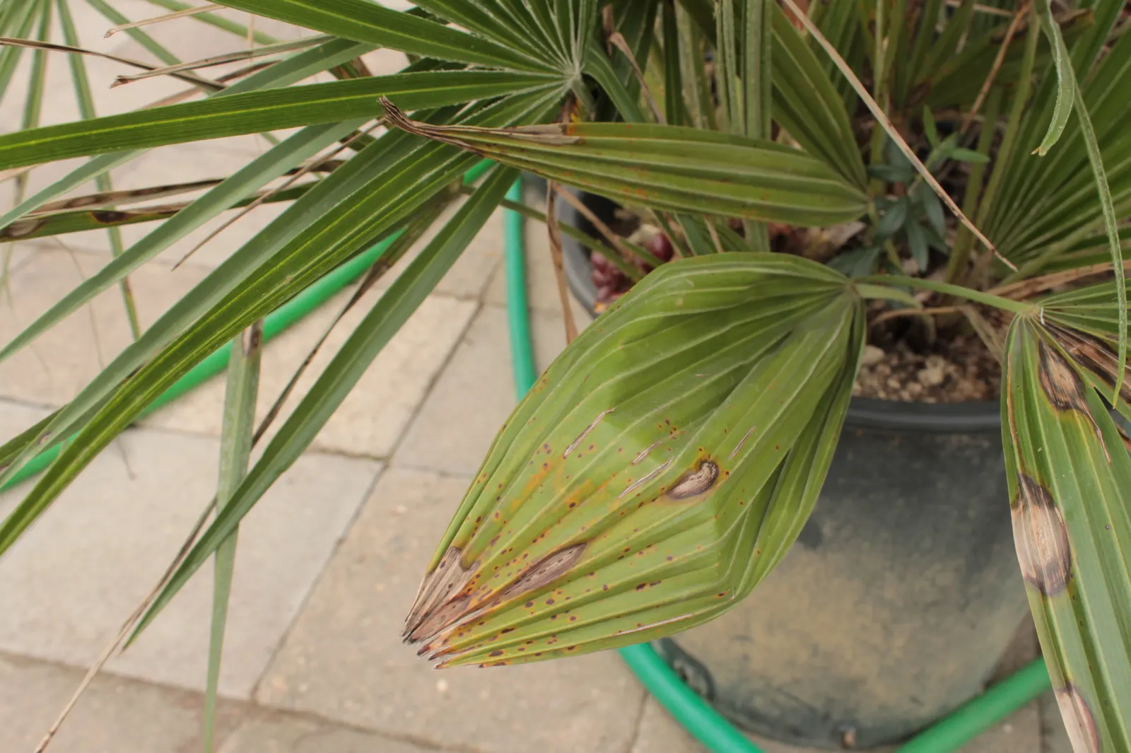 Mediterranean Fan Palm (Chamaerops Humilis) — It has a mature height of 10-20 feet and a spread of 6-15 feet; <br><br>The palm showcases multiple trunks that