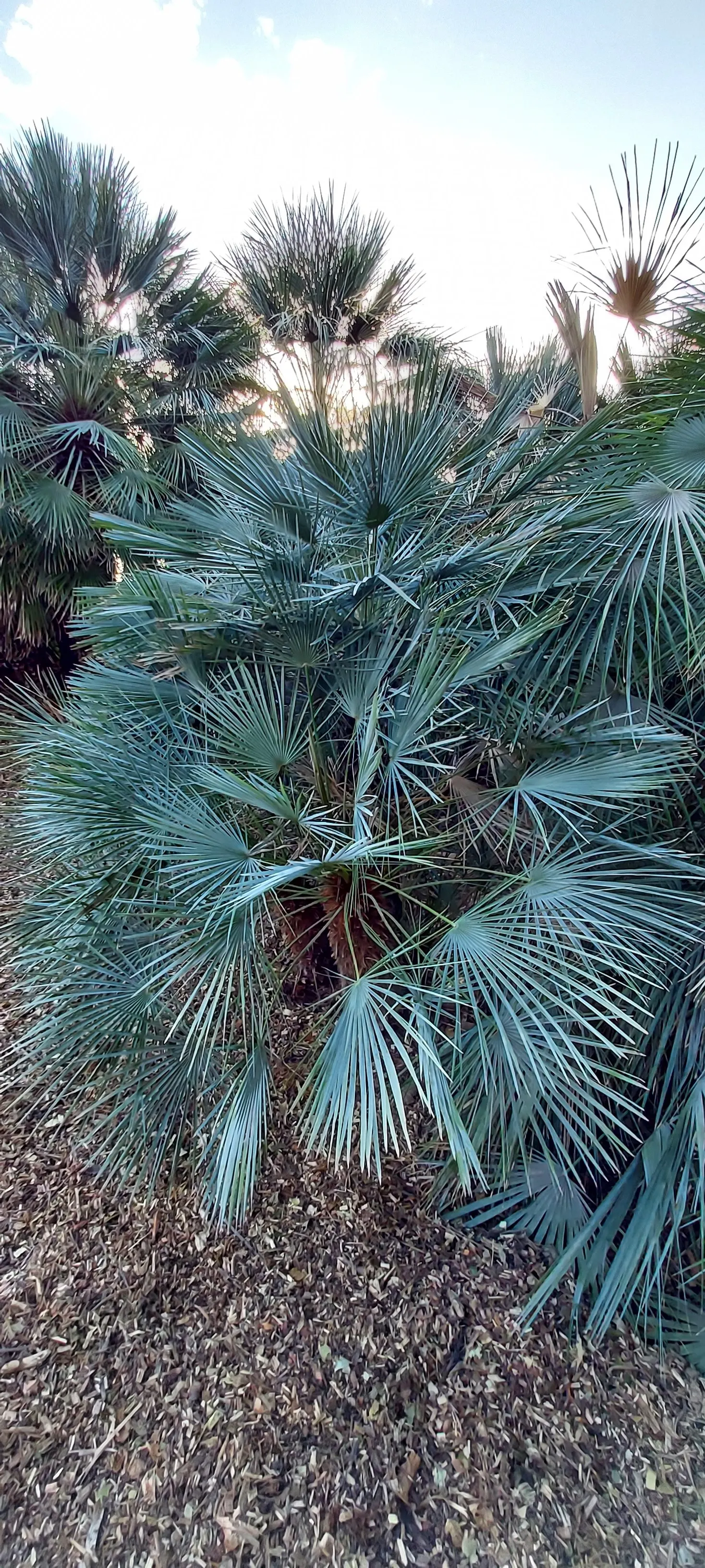 Mediterranean Fan Palm (Chamaerops Humilis) — <br><br>The palm showcases multiple trunks that clump together, giving it a lush, full appearance