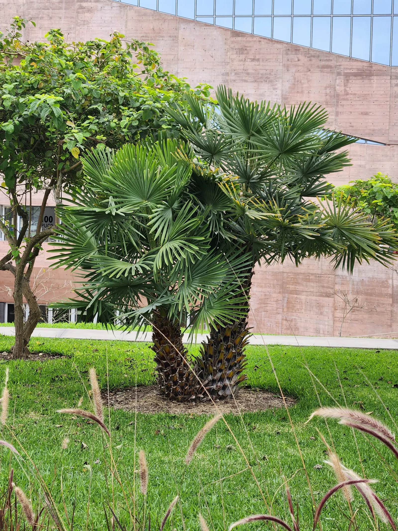 Mediterranean Fan Palm (Chamaerops Humilis) — ranging from bluish-green to silvery-gray; especially for those striving to emulate the elegant, image 84
