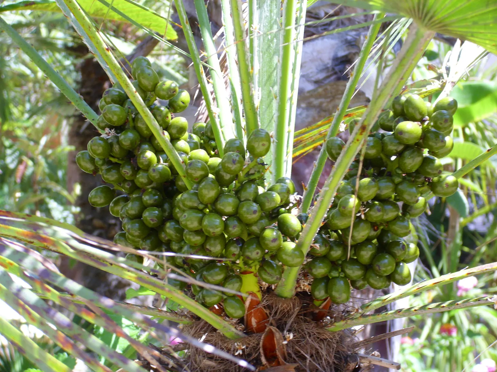 Mediterranean Fan Palm (Chamaerops Humilis) — scientifically known as Chamaerops humilis