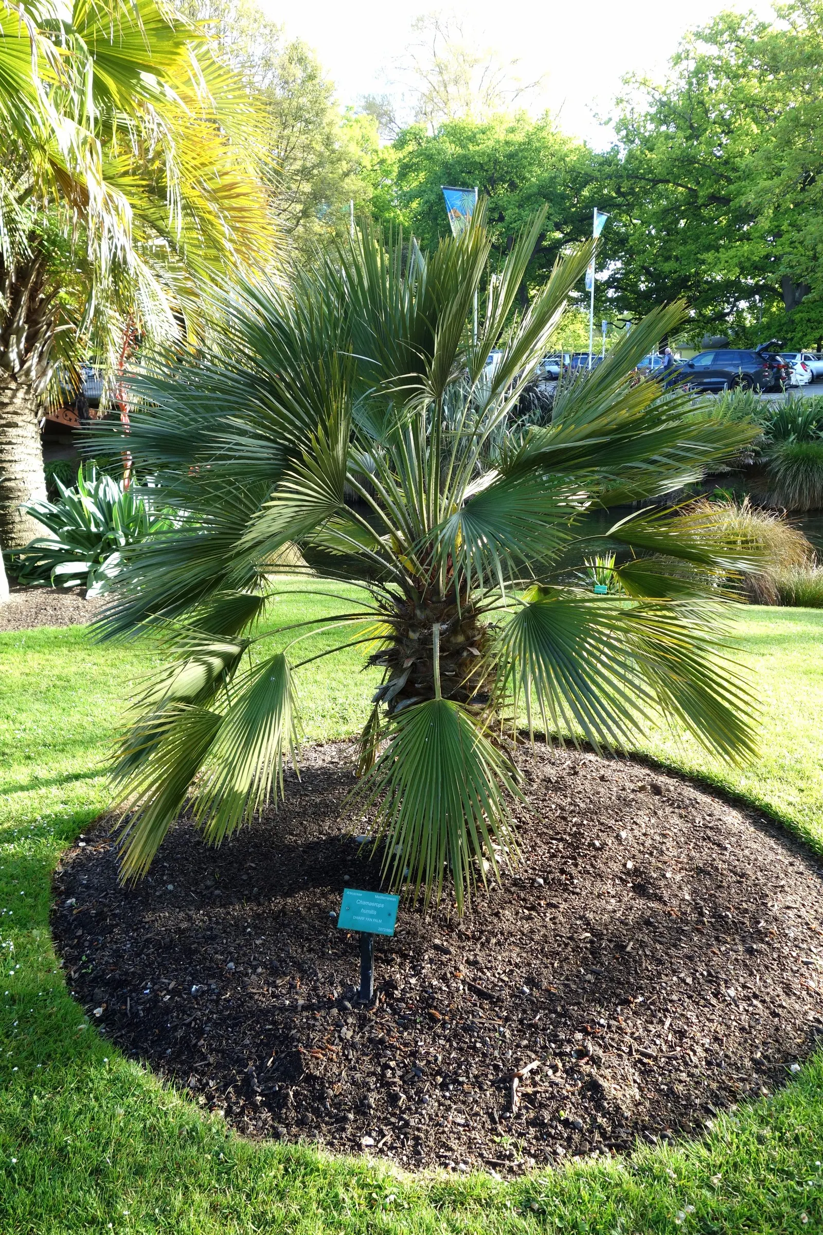 Mediterranean Fan Palm (Chamaerops Humilis) — palm / tree for full or half