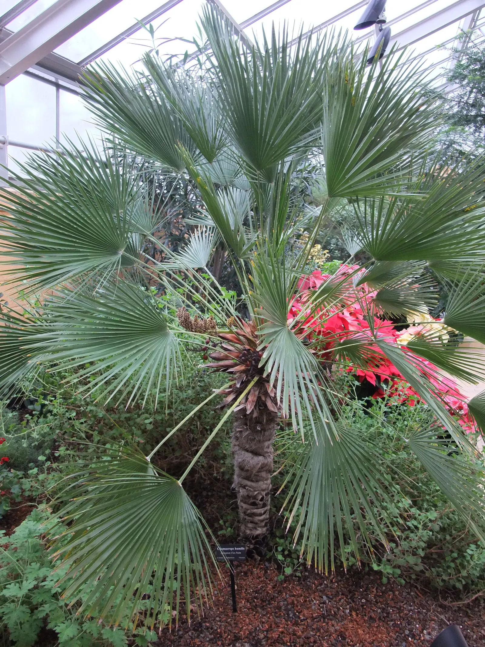 Mediterranean Fan Palm (Chamaerops Humilis) — span nearly 2 feet wide and lend a tropical texture to the landscape; chamaerops humilis brings, image 85