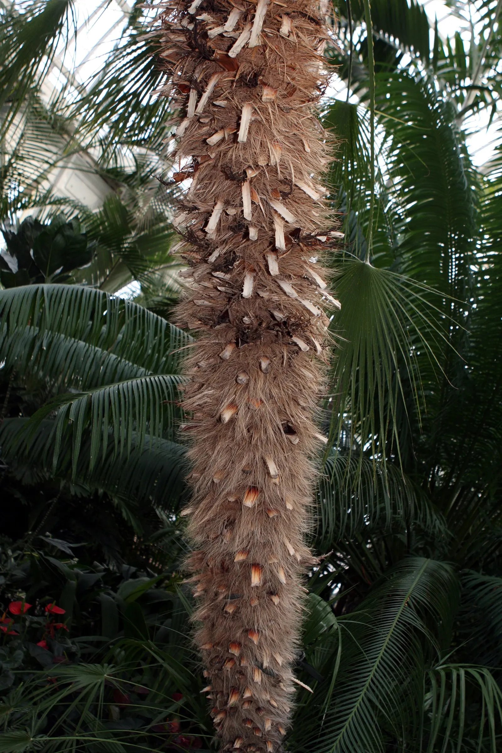 Mediterranean Fan Palm (Chamaerops Humilis) — This slow-growing palm features blue-green; palm / tree for full or half