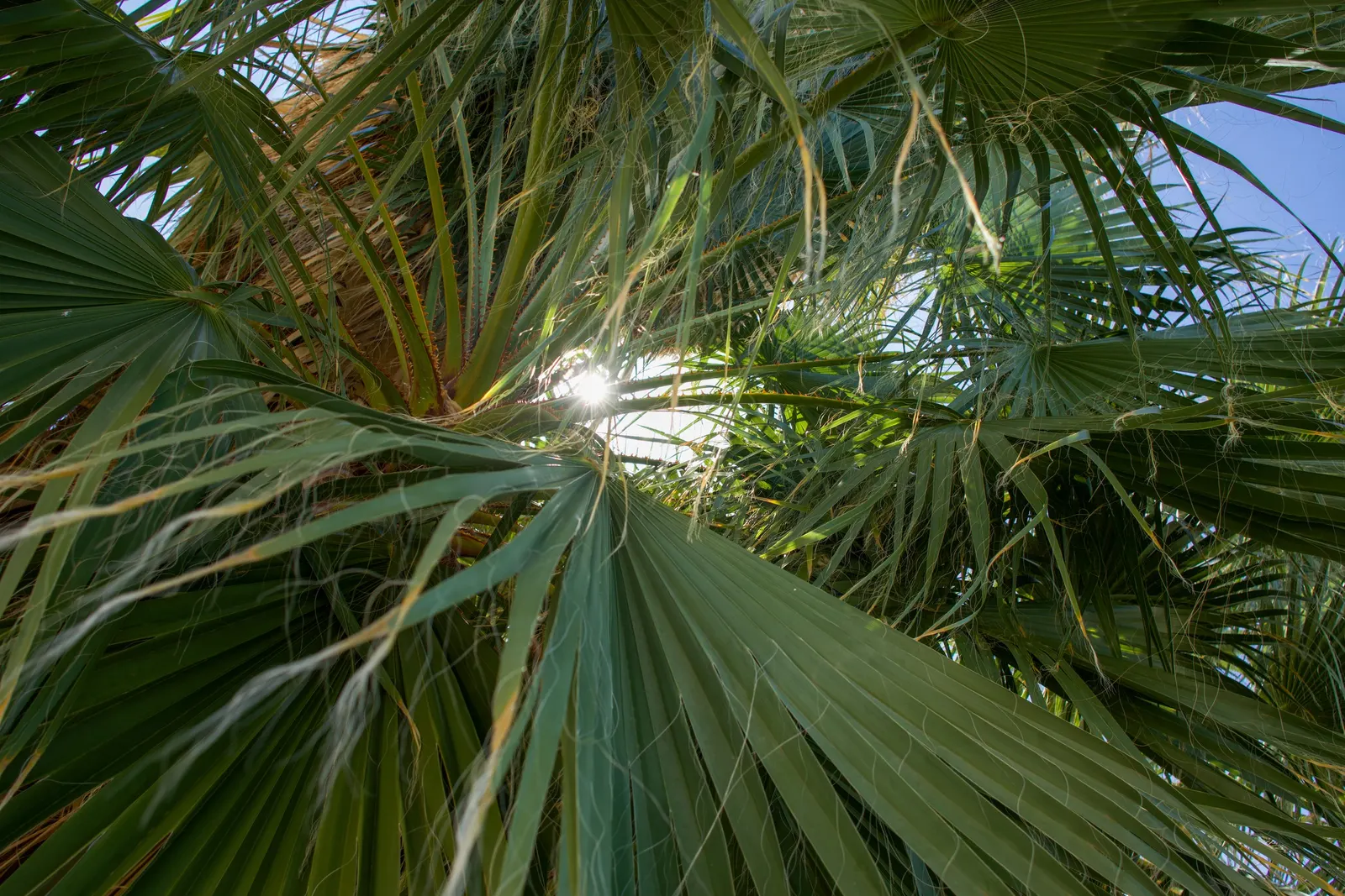 Mediterranean Fan Palm (Chamaerops Humilis) — span nearly 2 feet wide and lend a tropical texture to the landscape