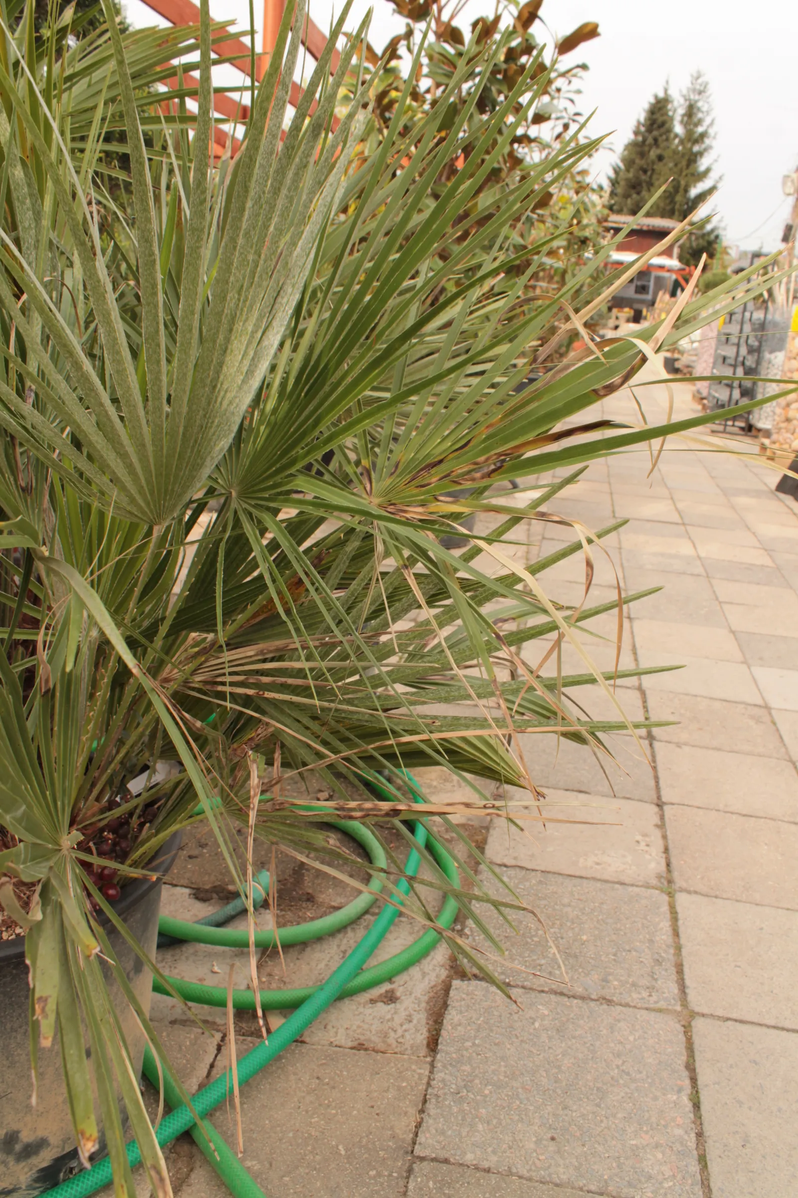 Mediterranean Fan Palm (Chamaerops Humilis) — The Mediterranean Fan Palm (Chamaerops humilis) is a hardy, compact palm native to the Mediterranean, image 19