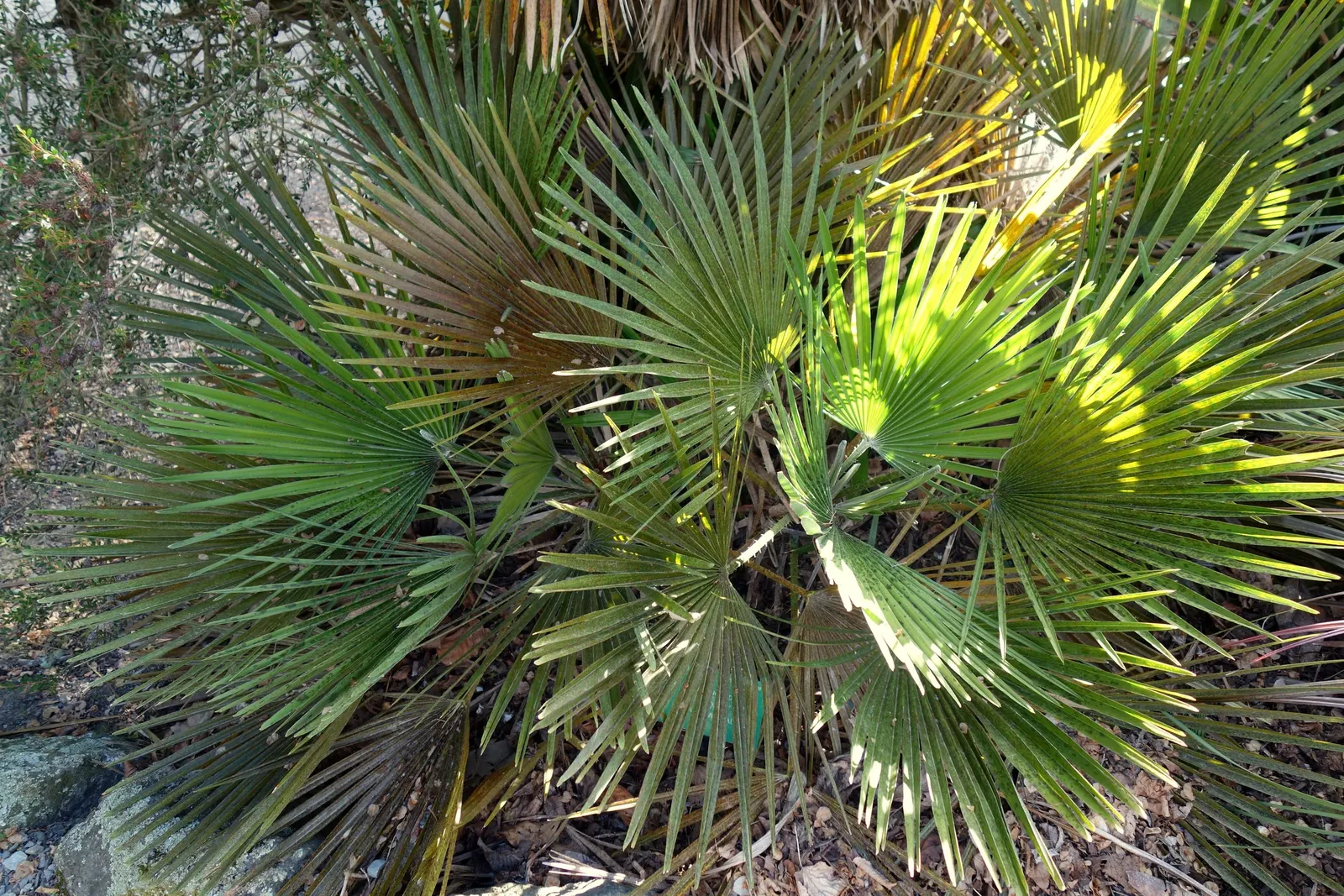 Mediterranean Fan Palm (Chamaerops Humilis) — Ideal for small gardens, it's drought-tolerant and thrives in full sun to partial shade