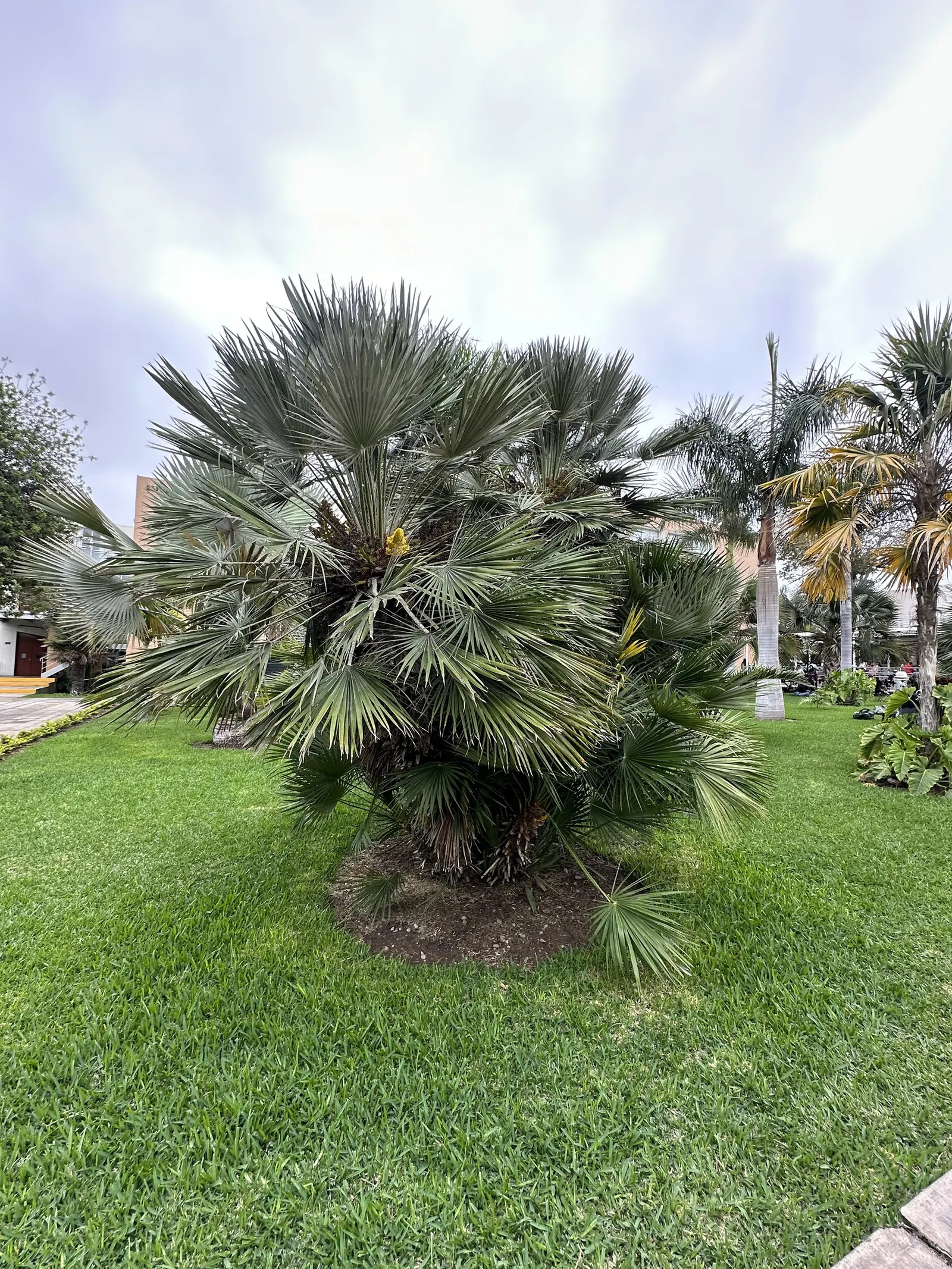Mediterranean Fan Palm (Chamaerops Humilis) — These leaves emerge from sharp; ideal for small gardens, it's drought-tolerant and thrives in full, image 86