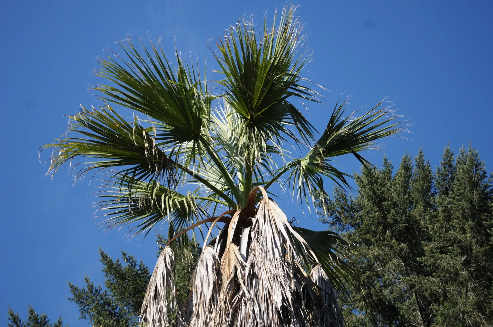 Mediterranean Fan Palm (Chamaerops Humilis) — USDA Zones 8-11 are suitable for cultivation