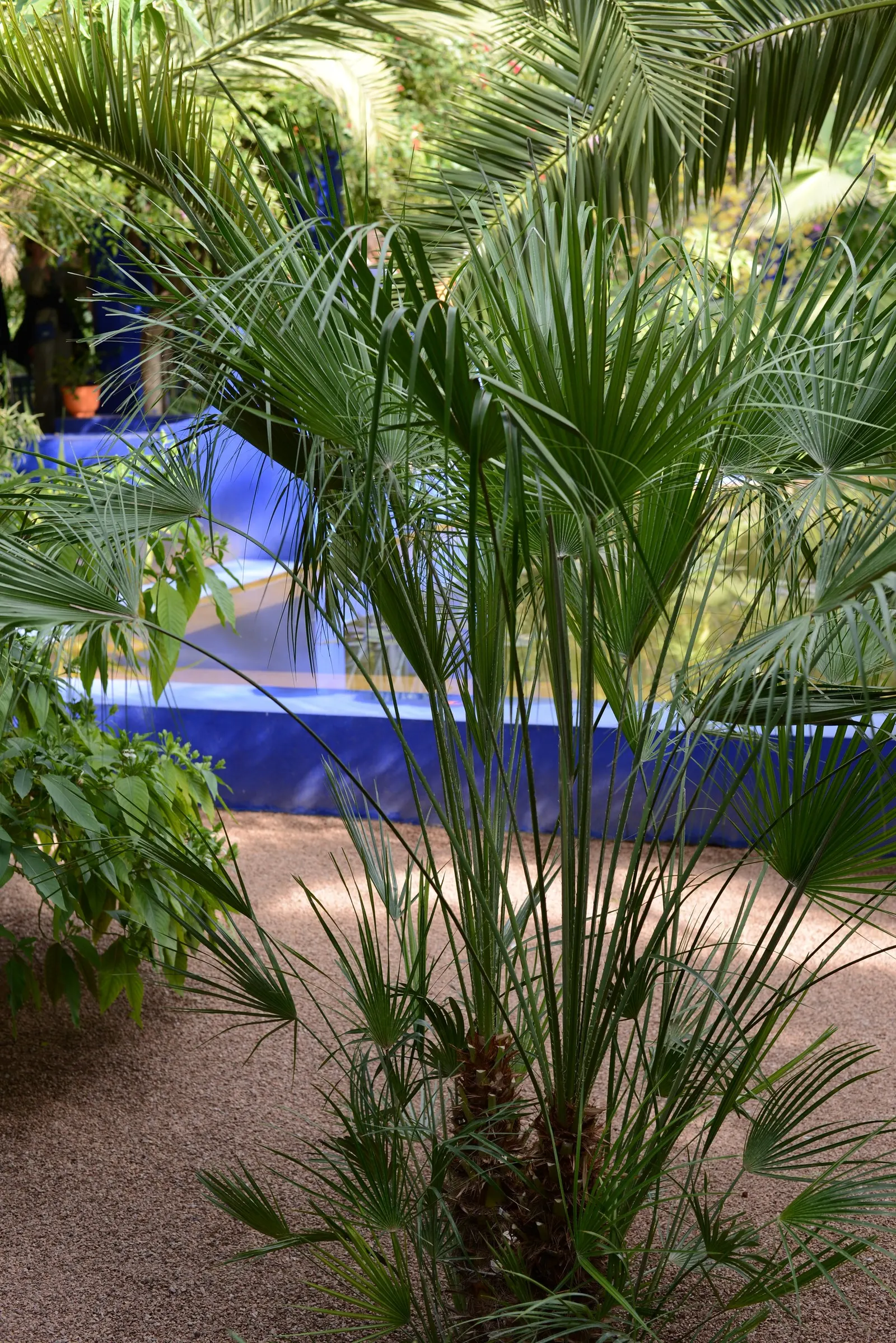 Mediterranean Fan Palm (Chamaerops Humilis) — These leaves emerge from sharp