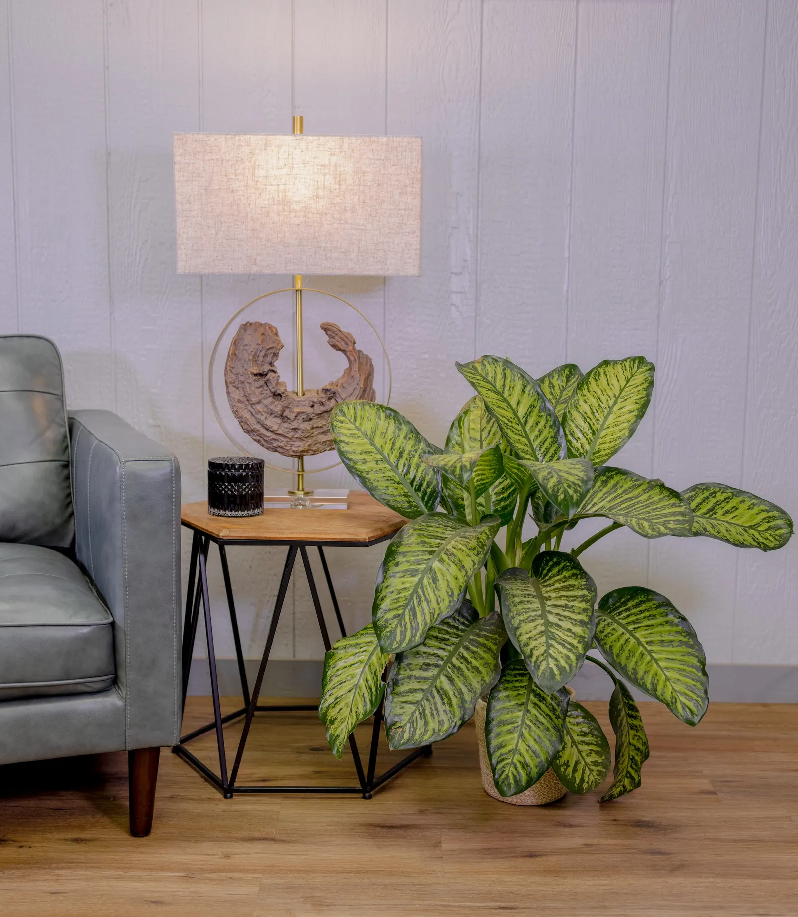 Tasmanian Tiger™ Dumb Cane (Dieffenbachia hybrid) — giving a bold tiger-striped effect
