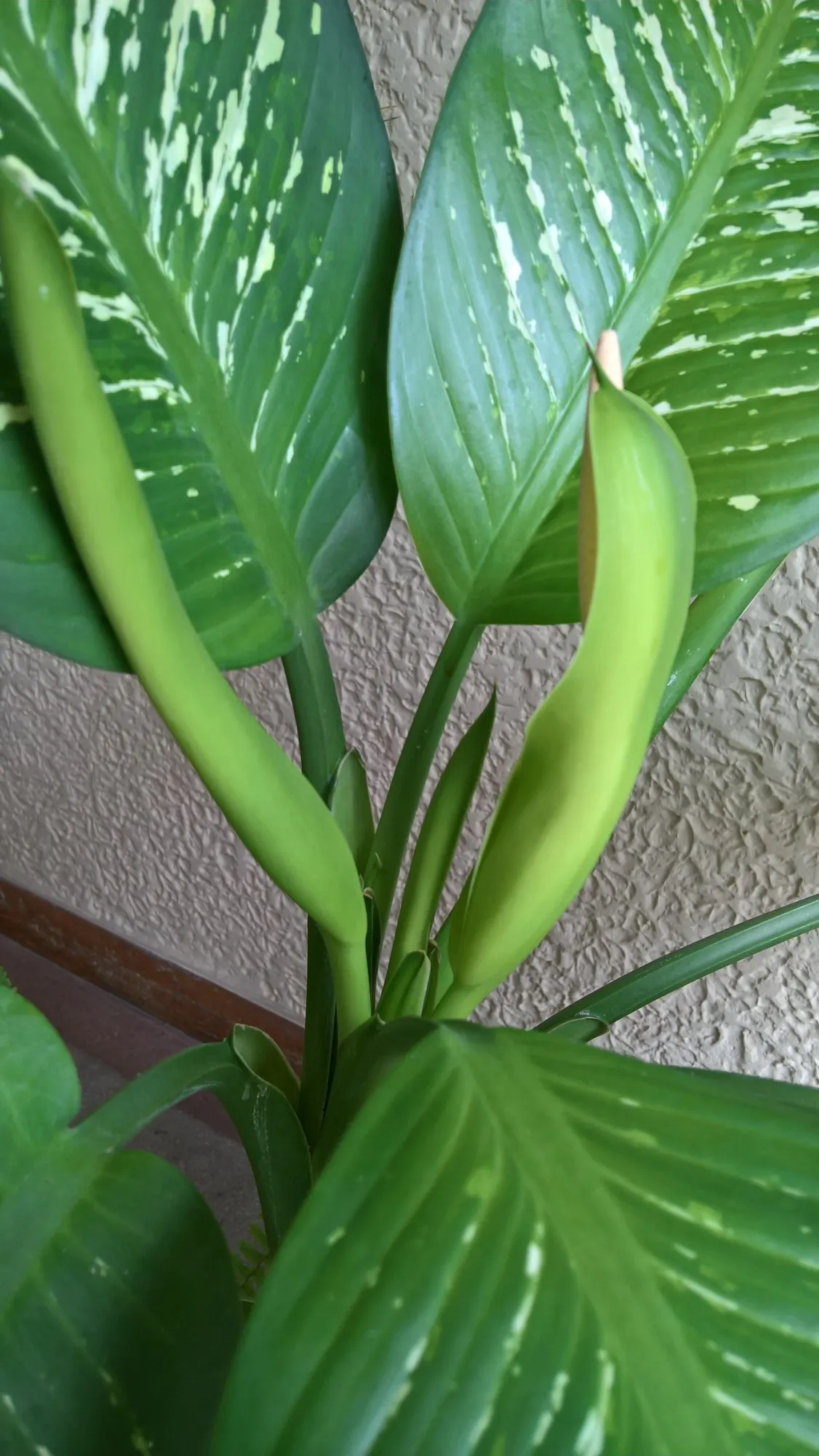 Tasmanian Tiger™ Dumb Cane (Dieffenbachia hybrid) — Its broad leaves bring a tropical richness to a room