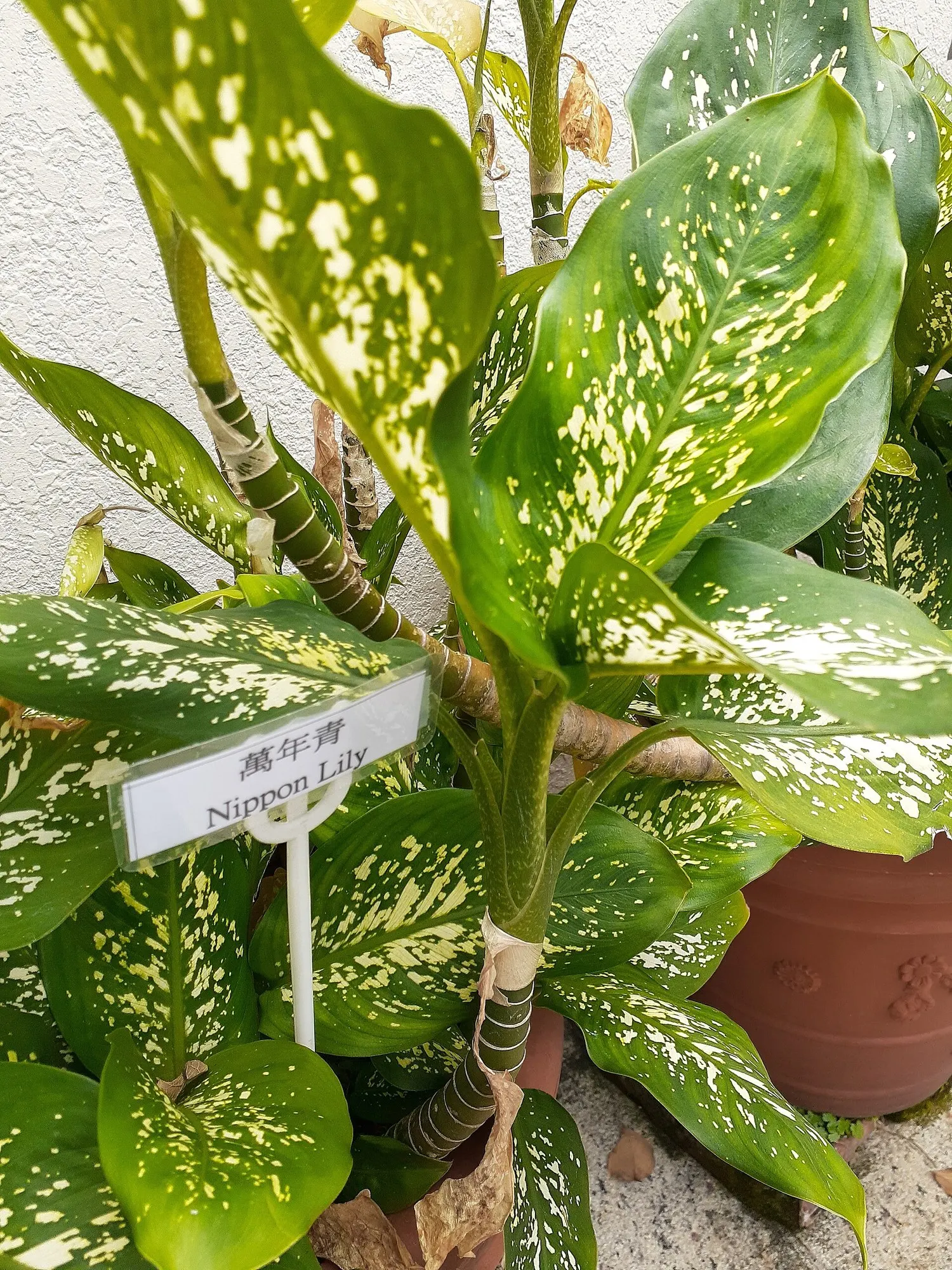 Tasmanian Tiger™ Dumb Cane (Dieffenbachia hybrid) — typically reaching 24 to 48 inches tall when grown in a container