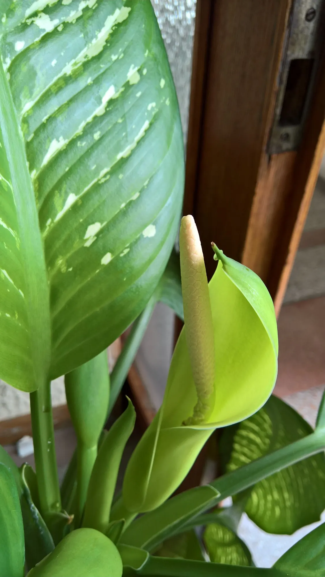 Tasmanian Tiger™ Dumb Cane (Dieffenbachia hybrid) — The Dieffenbachia hybrid Tasmanian Tiger™