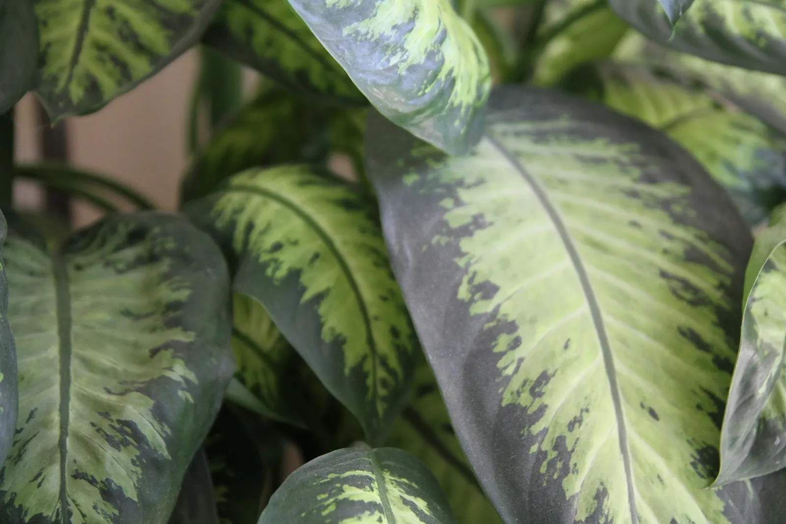 Tasmanian Tiger™ Dumb Cane (Dieffenbachia hybrid) — Grow in medium to bright indirect light