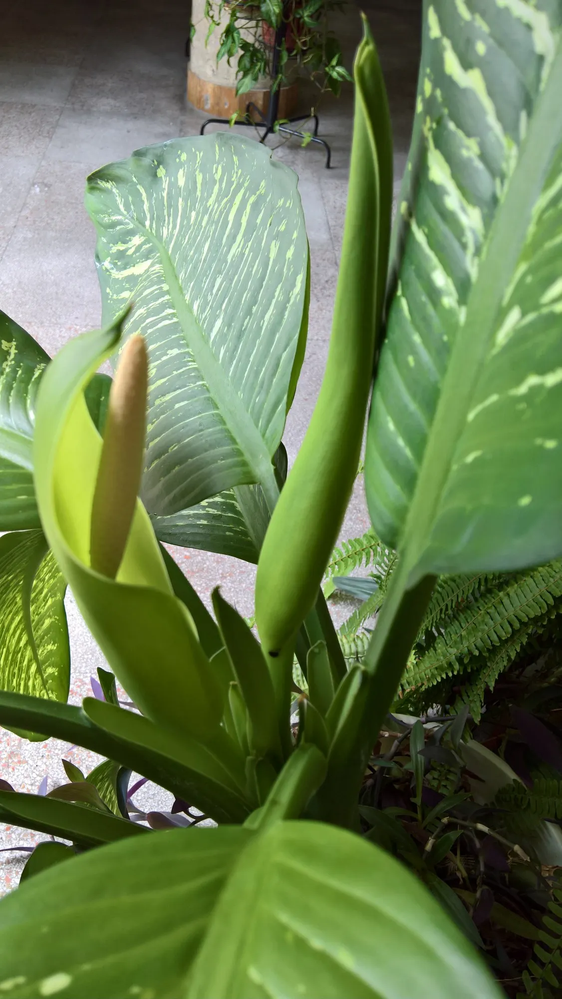 Tasmanian Tiger™ Dumb Cane (Dieffenbachia hybrid) — creating a vivid tiger-striped effect that feels both lush and architectural