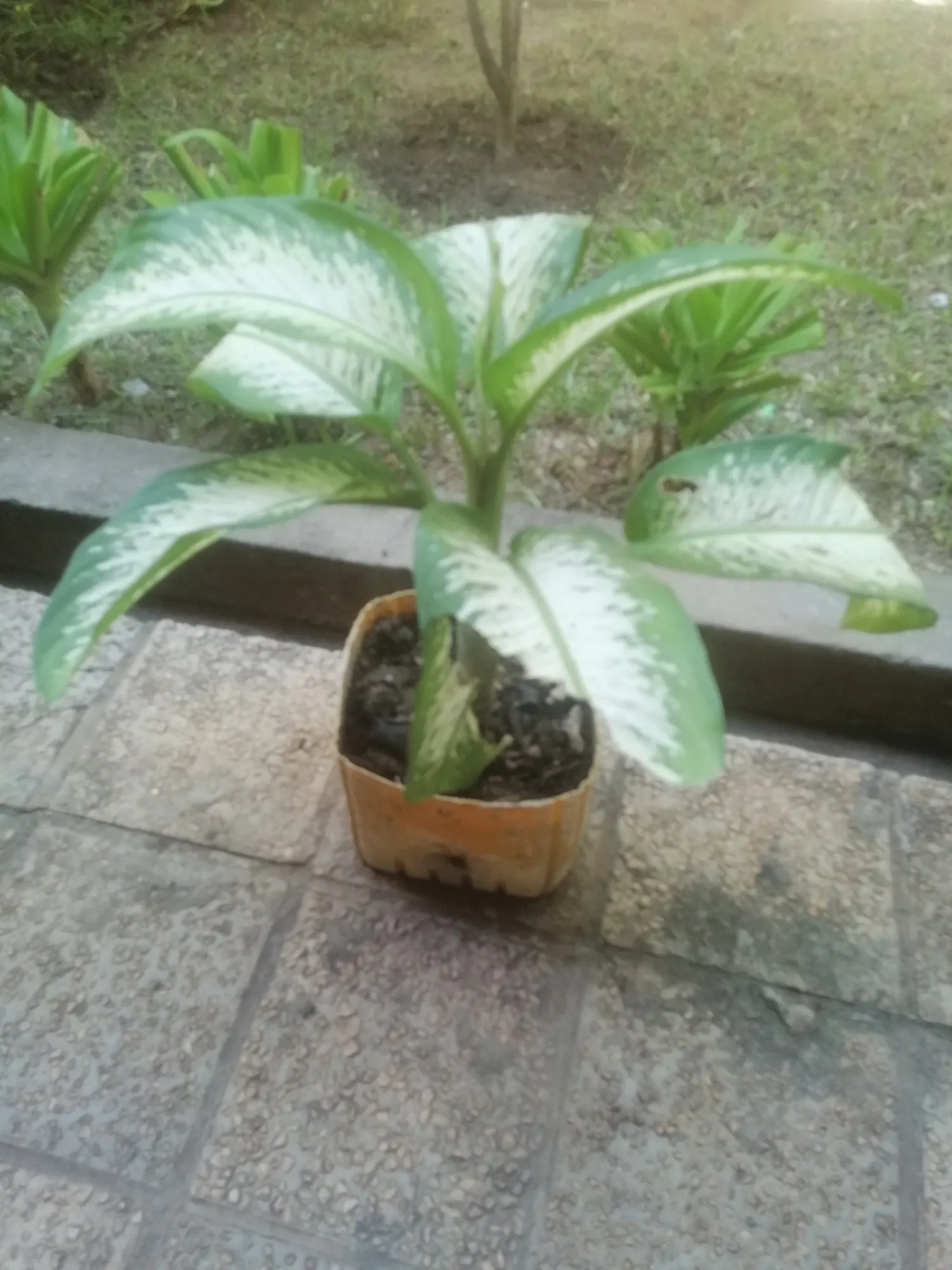 Tasmanian Tiger™ Dumb Cane (Dieffenbachia hybrid) — commonly referred to as Tasmanian Tiger™ Dumb Cane