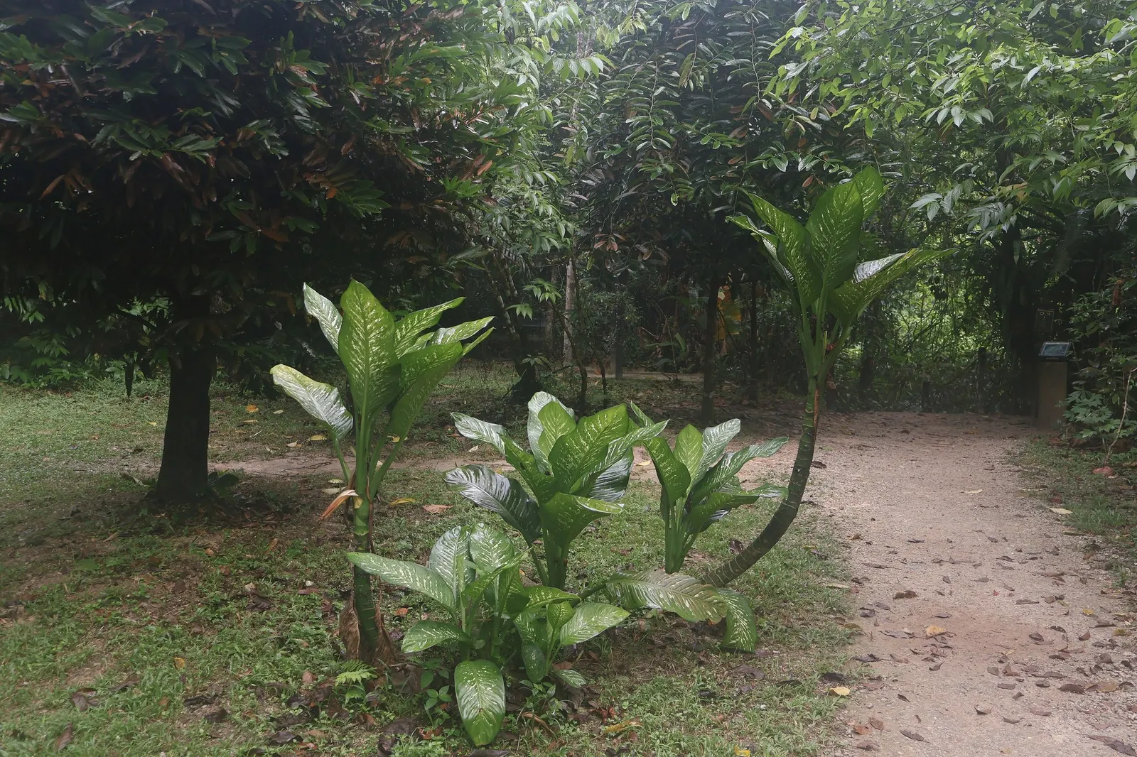 Tasmanian Tiger™ Dumb Cane (Dieffenbachia hybrid) — Hardy in USDA Zones 10-12