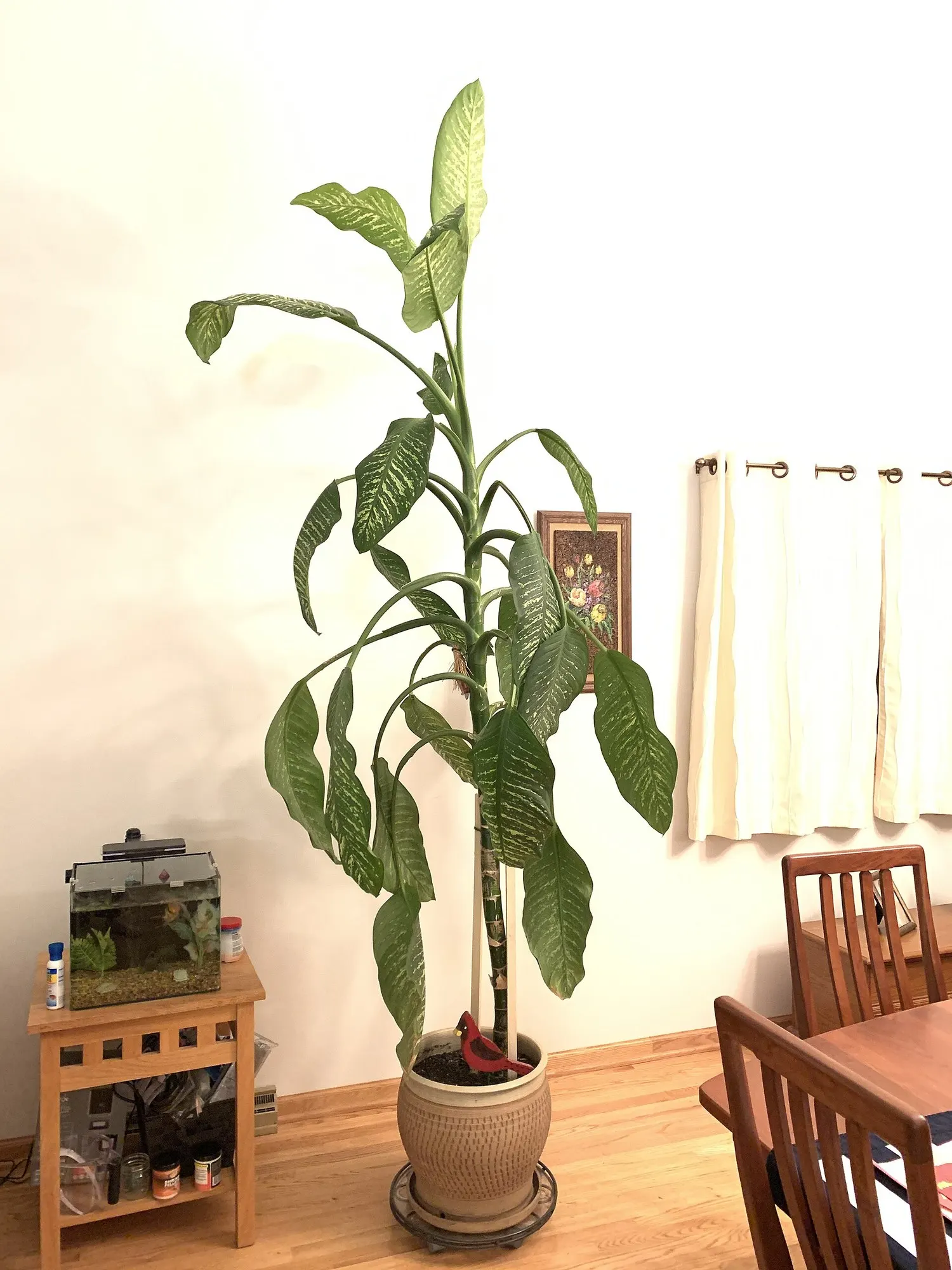 Tasmanian Tiger™ Dumb Cane (Dieffenbachia hybrid) — As with most Dieffenbachia