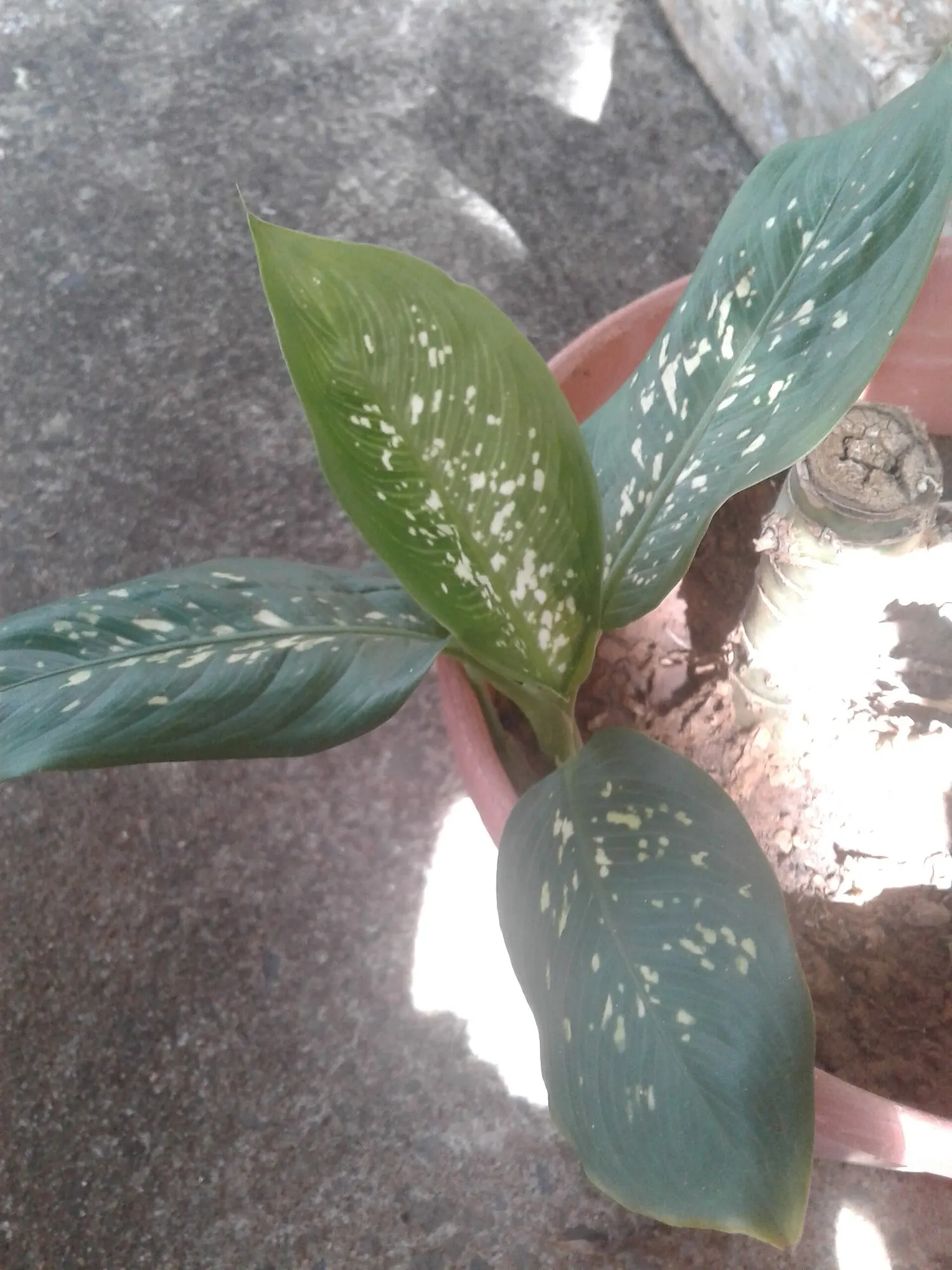 Tasmanian Tiger™ Dumb Cane (Dieffenbachia hybrid) — Part of the Proven Winners® houseplant collection