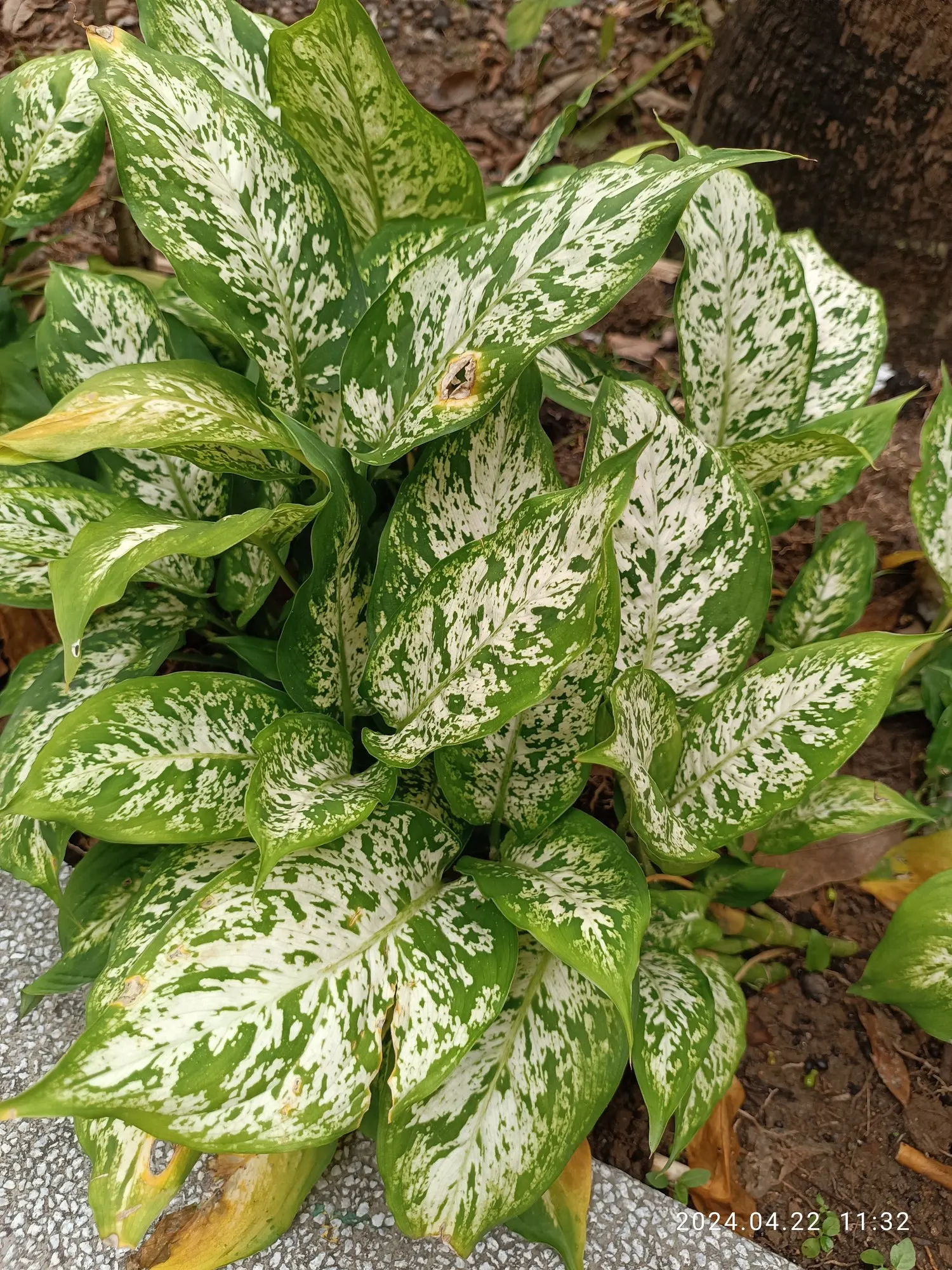 Tasmanian Tiger™ Dumb Cane (Dieffenbachia hybrid) — It is best treated as a warm-climate houseplant in most regions