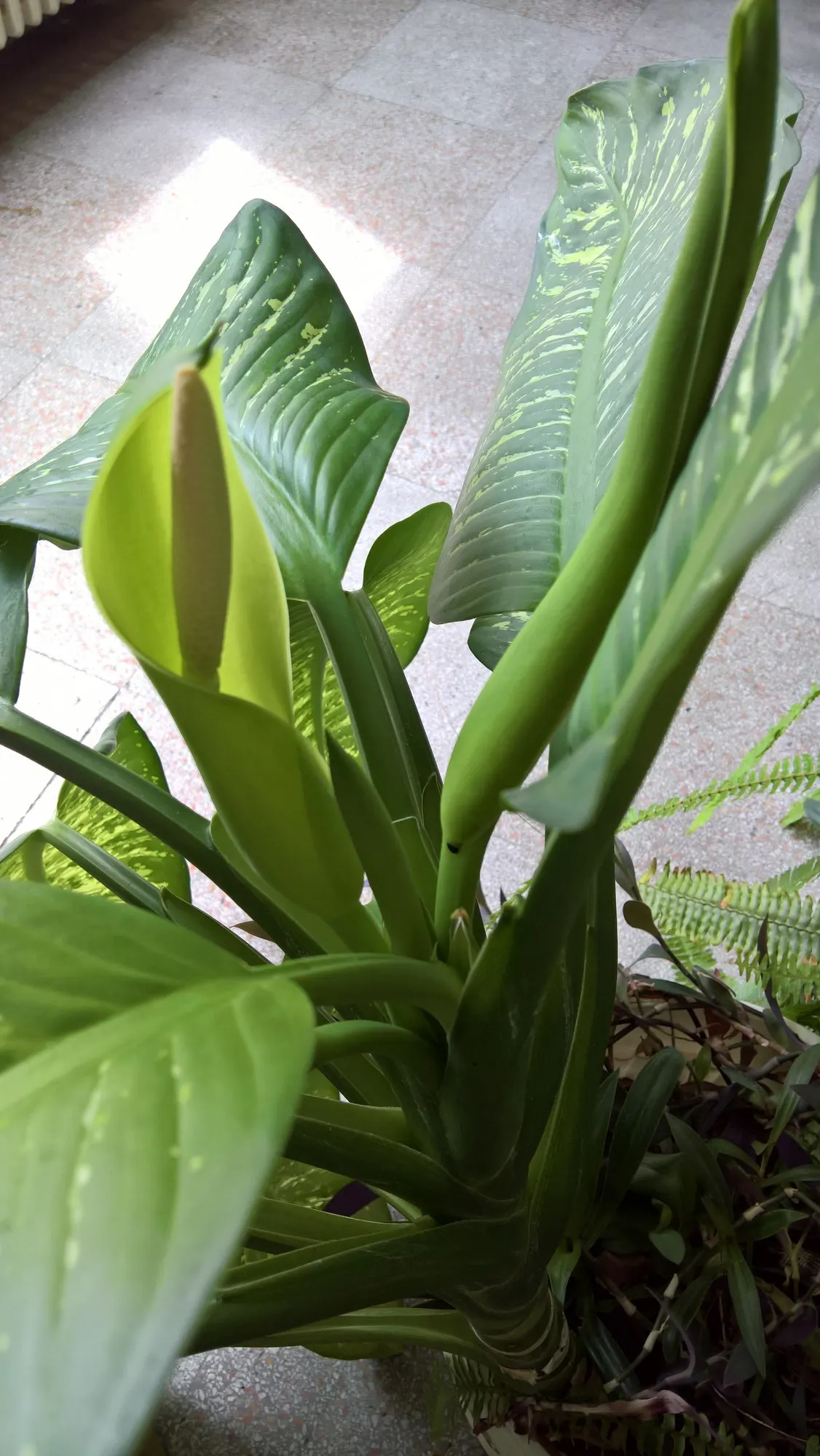 Tasmanian Tiger™ Dumb Cane (Dieffenbachia hybrid) — emerald-green leaves brushed with mottled yellow striping