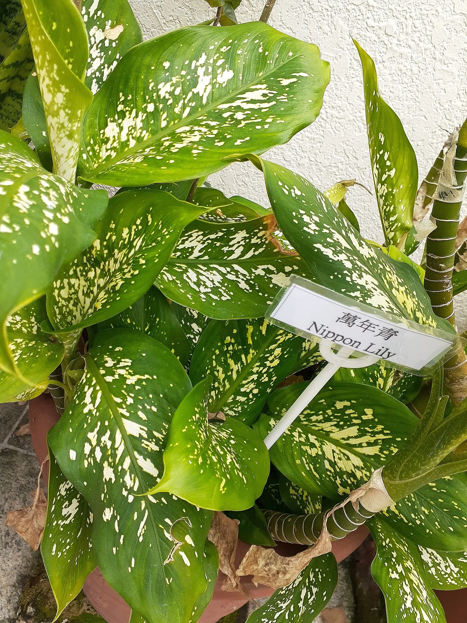 Tasmanian Tiger™ Dumb Cane (Dieffenbachia hybrid) — Tasmanian Tiger™ can become an impressive specimen