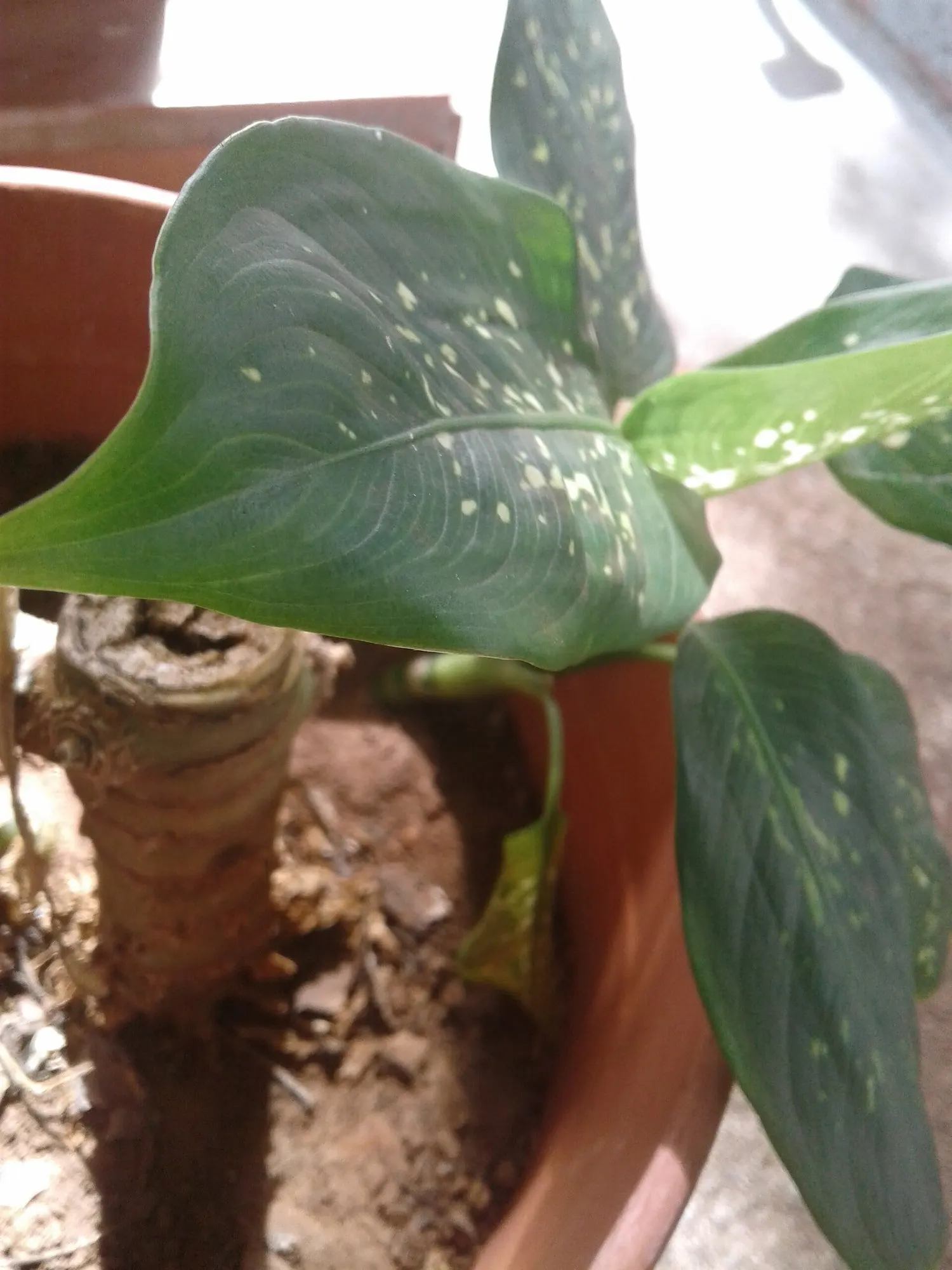 Tasmanian Tiger™ Dumb Cane (Dieffenbachia hybrid) — is a bold upright houseplant with the kind of foliage that immediately anchors an interior planting