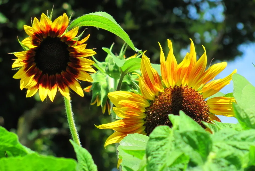 Sunburst False Sunflower (Heliopsis Helianthoides 'Sunburst') — It boasts vibrant yellow daisy-like flowers with a green center, spanning up to 3 inches across