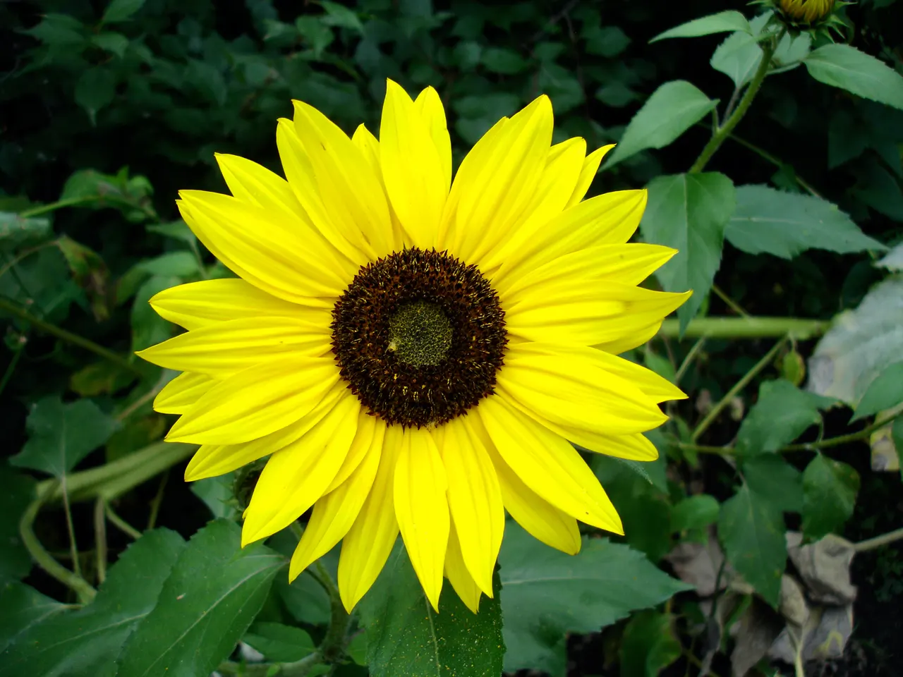 Sunburst False Sunflower (Heliopsis Helianthoides 'Sunburst') — This sun-lover blooms from early summer to fall, attracting pollinators
