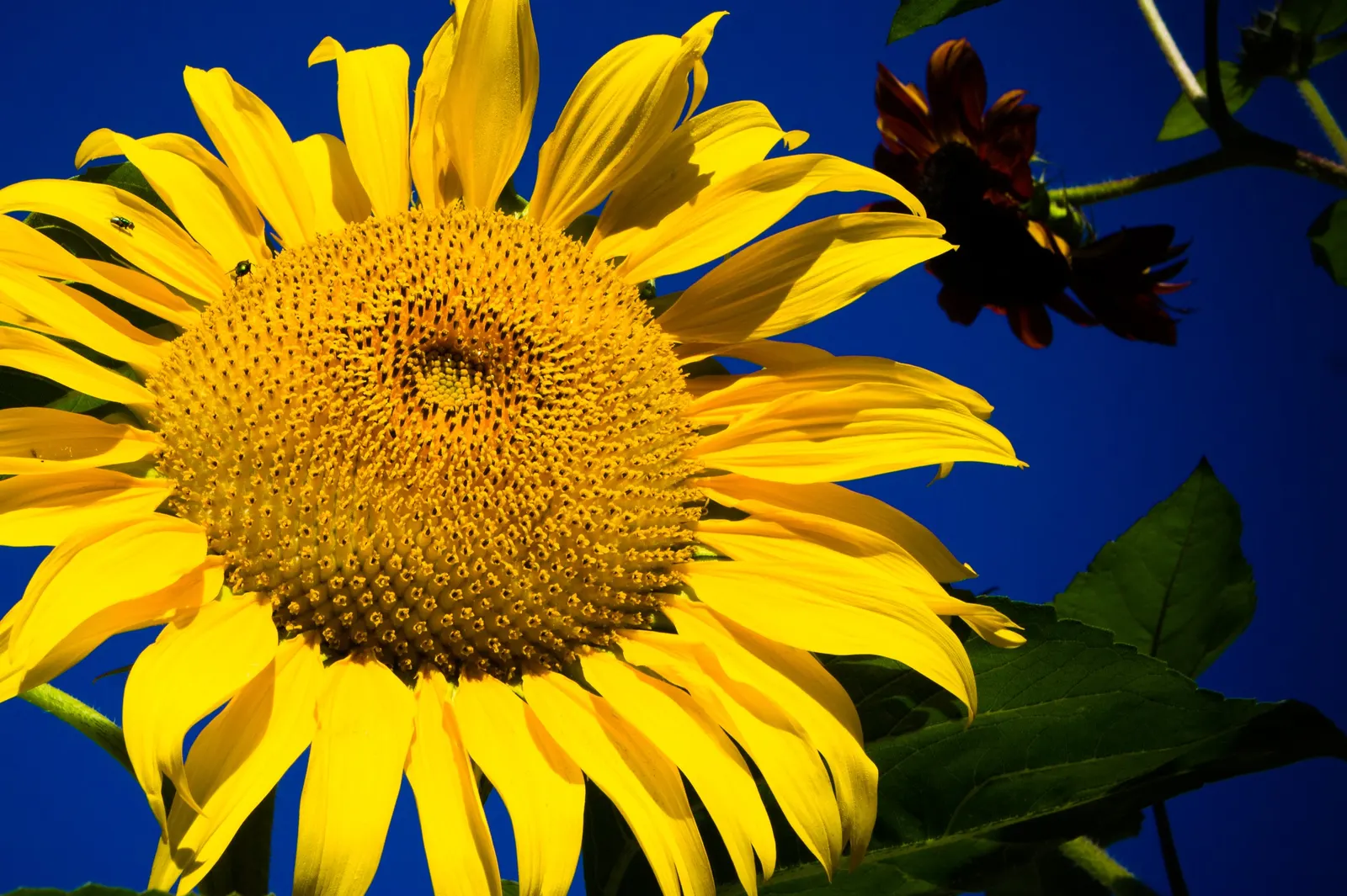 Sunburst False Sunflower (Heliopsis Helianthoides 'Sunburst') — Hardy in Zones 3-9, it thrives in full sun to light shade and prefers well-drained soil