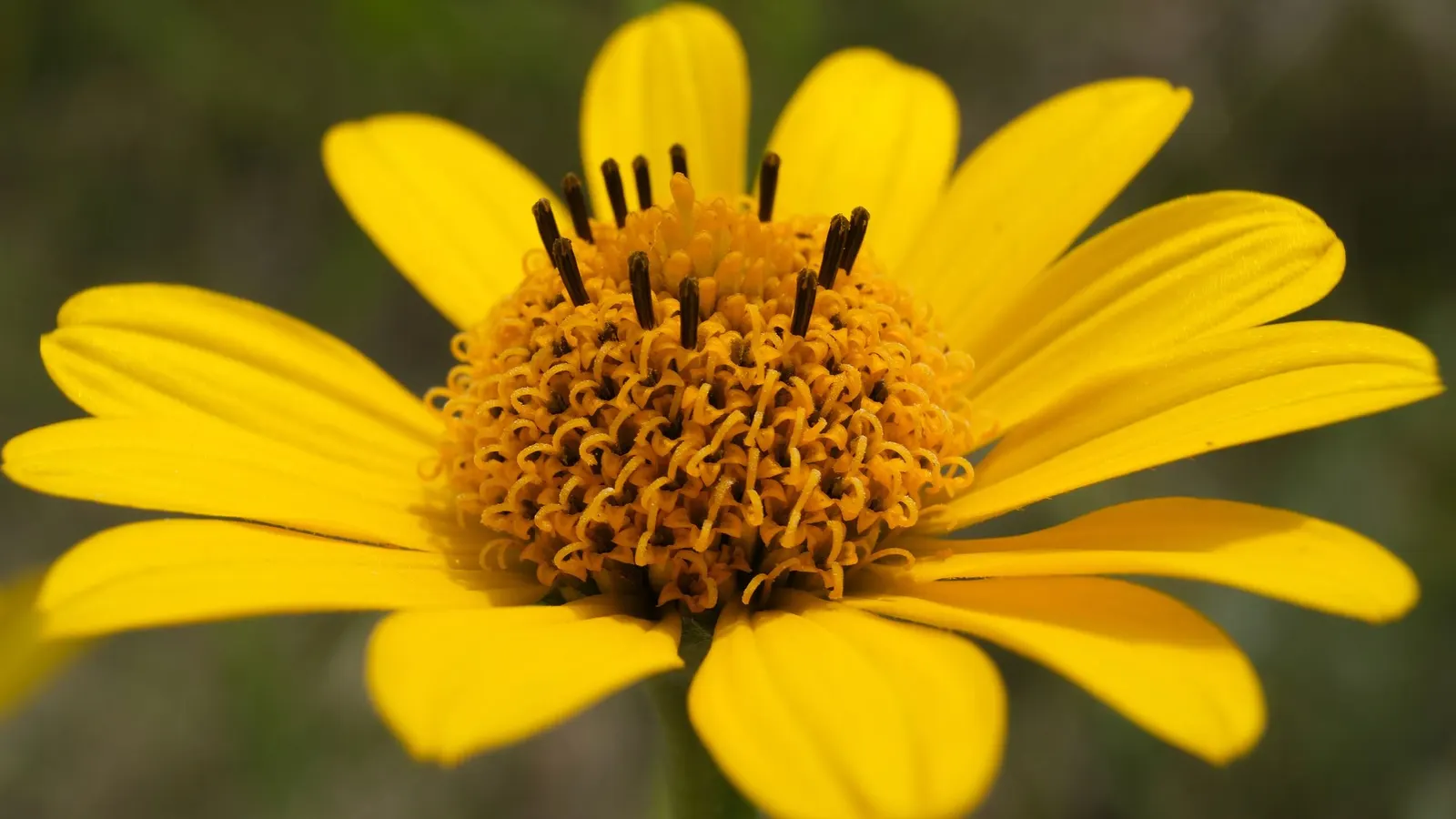 Sunburst False Sunflower (Heliopsis Helianthoides 'Sunburst') — Heliopsis 'Sunburst' flourishes in USDA hardiness zones 3 through 9