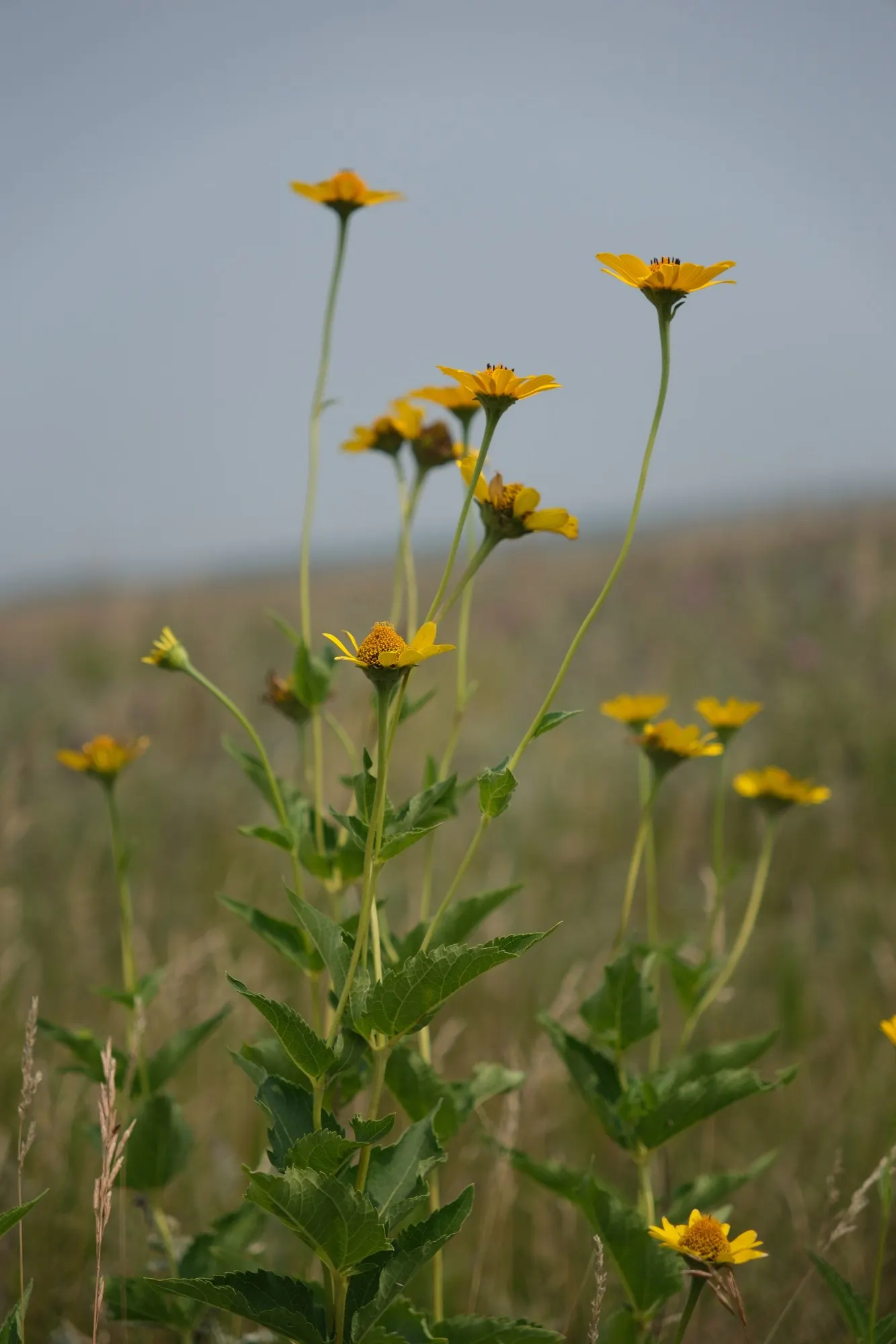 Sunburst False Sunflower (Heliopsis Helianthoides 'Sunburst') — Each blossom measures typically around 2 to 3 inches across and sits atop stiff
