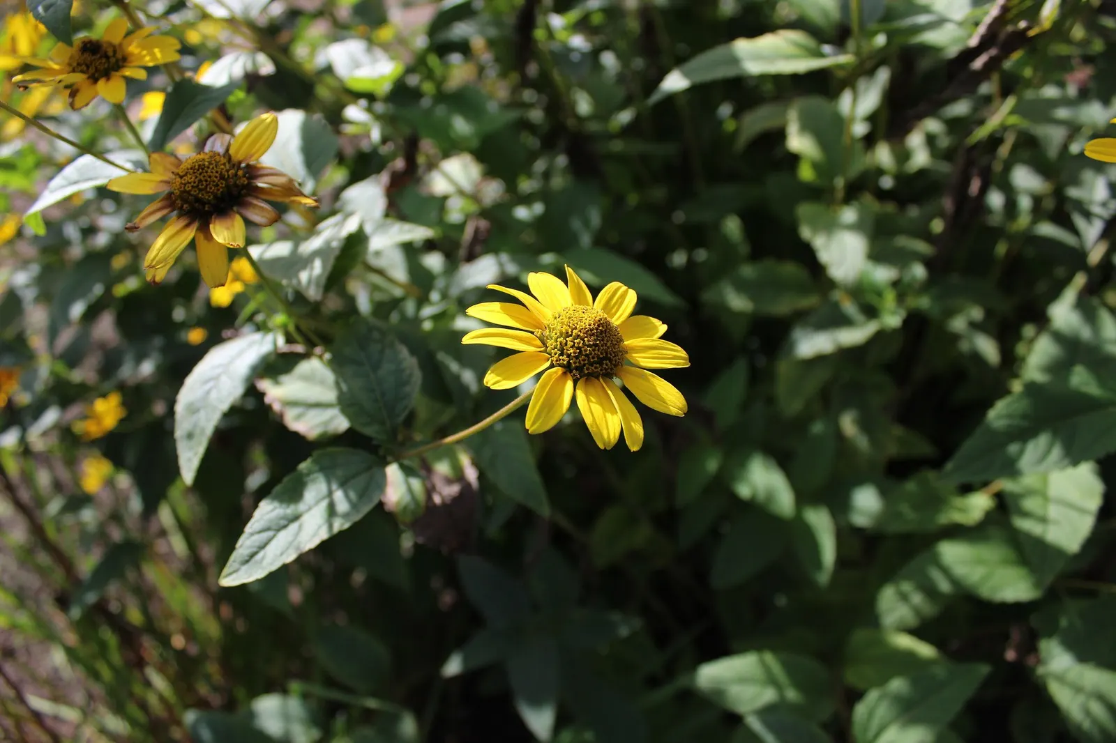 Sunburst False Sunflower (Heliopsis Helianthoides 'Sunburst') — which generally spans from early summer through to fall