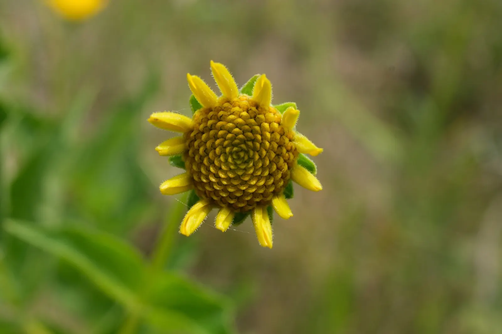 Sunburst False Sunflower (Heliopsis Helianthoides 'Sunburst') — is a perennial plant that serves as a vibrant addition to any landscape design