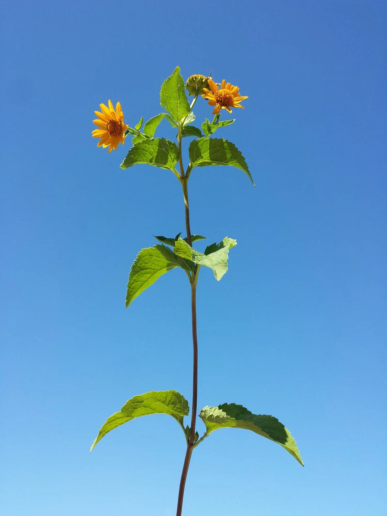 Sunburst False Sunflower (Heliopsis Helianthoides 'Sunburst') — perennial with gold blooms