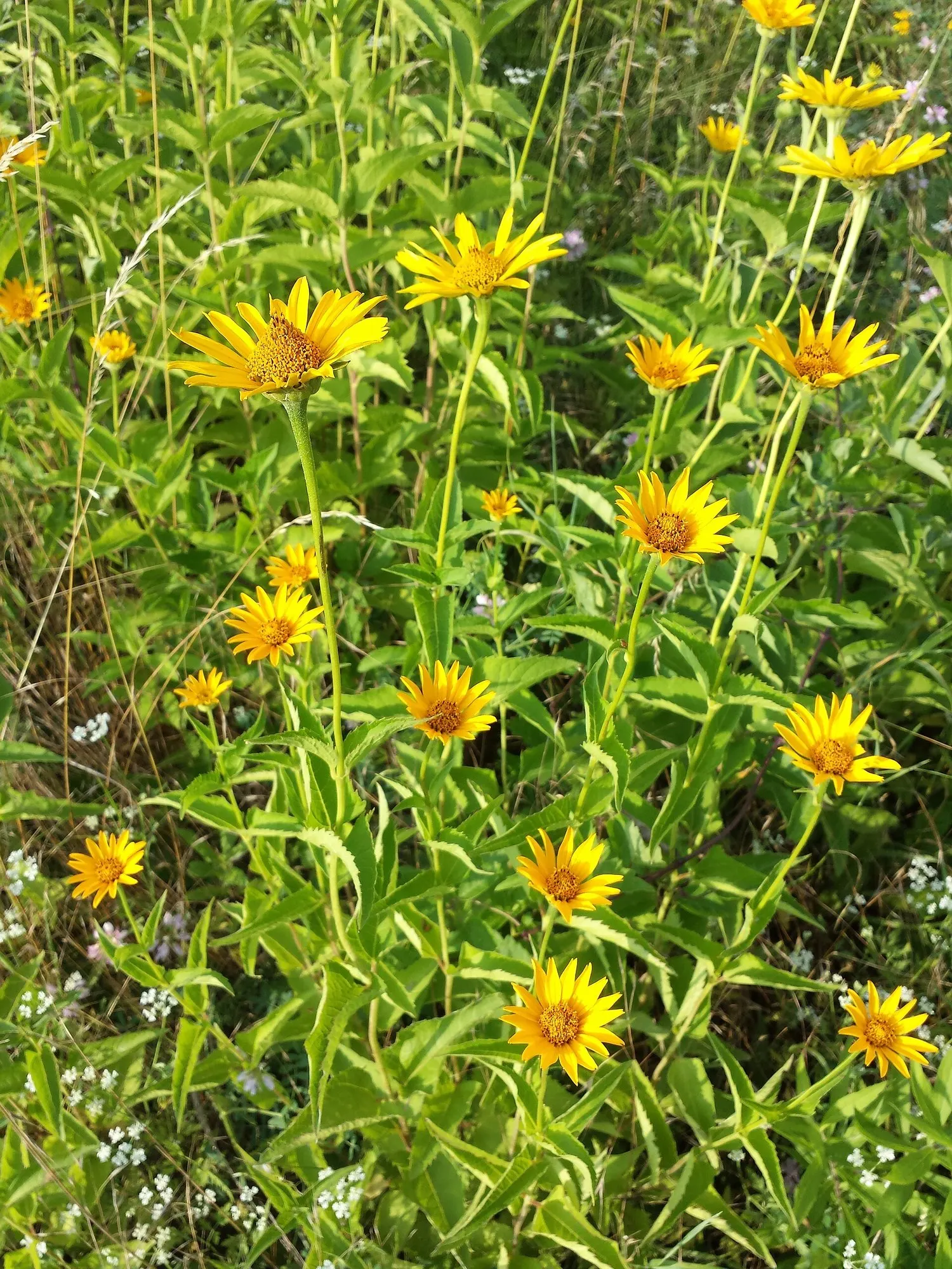 Sunburst False Sunflower (Heliopsis Helianthoides 'Sunburst') — As a cultivar of the native false sunflower