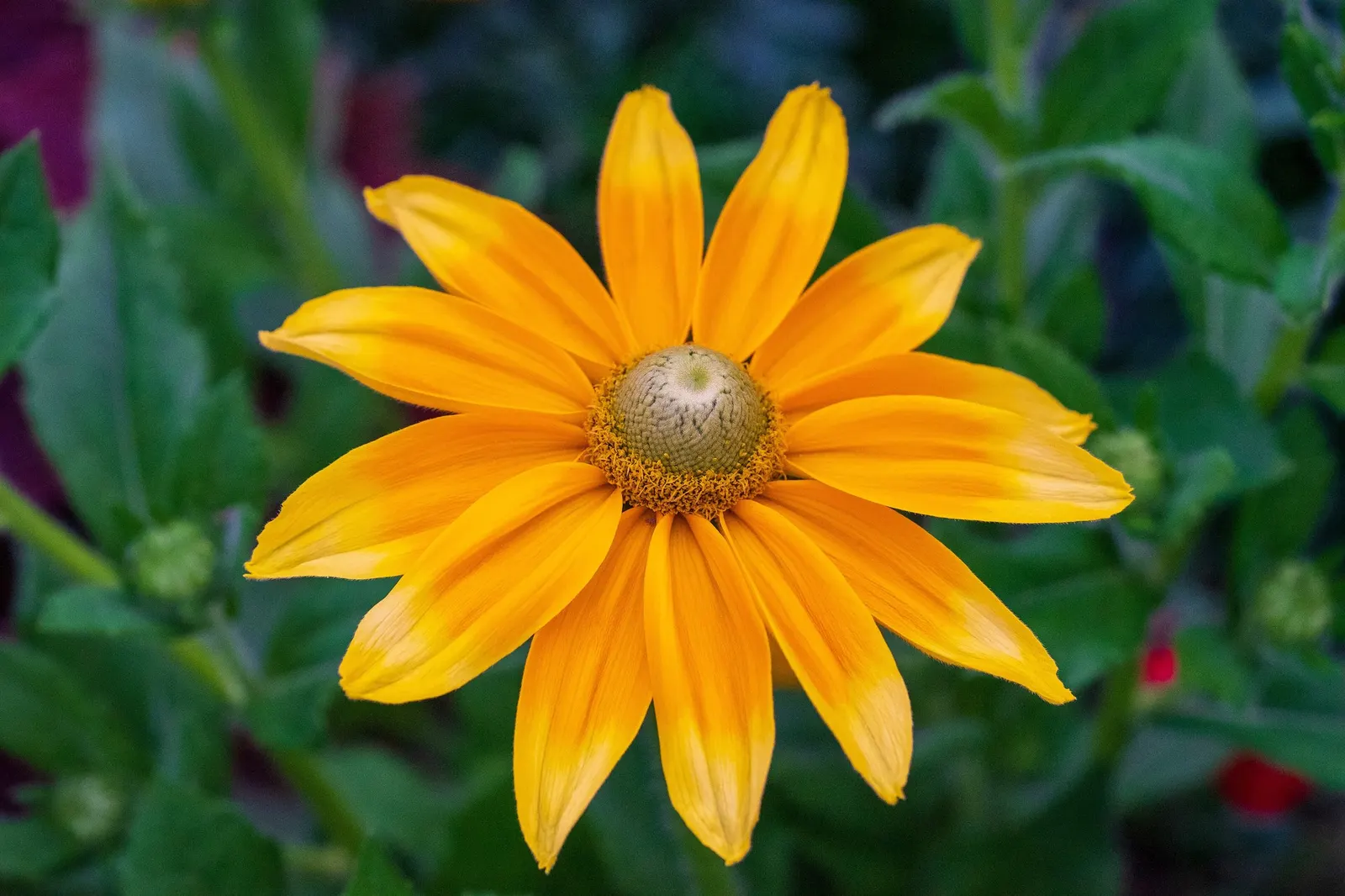 Sunburst False Sunflower (Heliopsis Helianthoides 'Sunburst') — provided they are well-drained