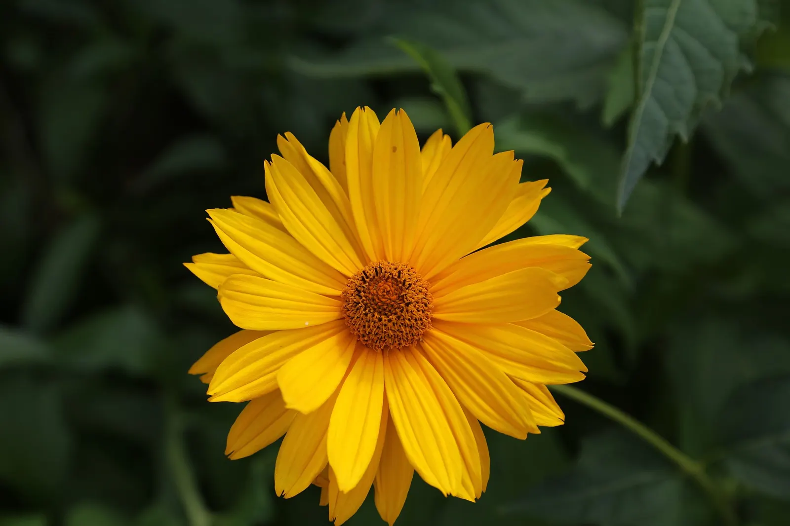 Sunburst False Sunflower (Heliopsis Helianthoides 'Sunburst') — Regular watering and occasional deadheading can encourage a longer blooming period