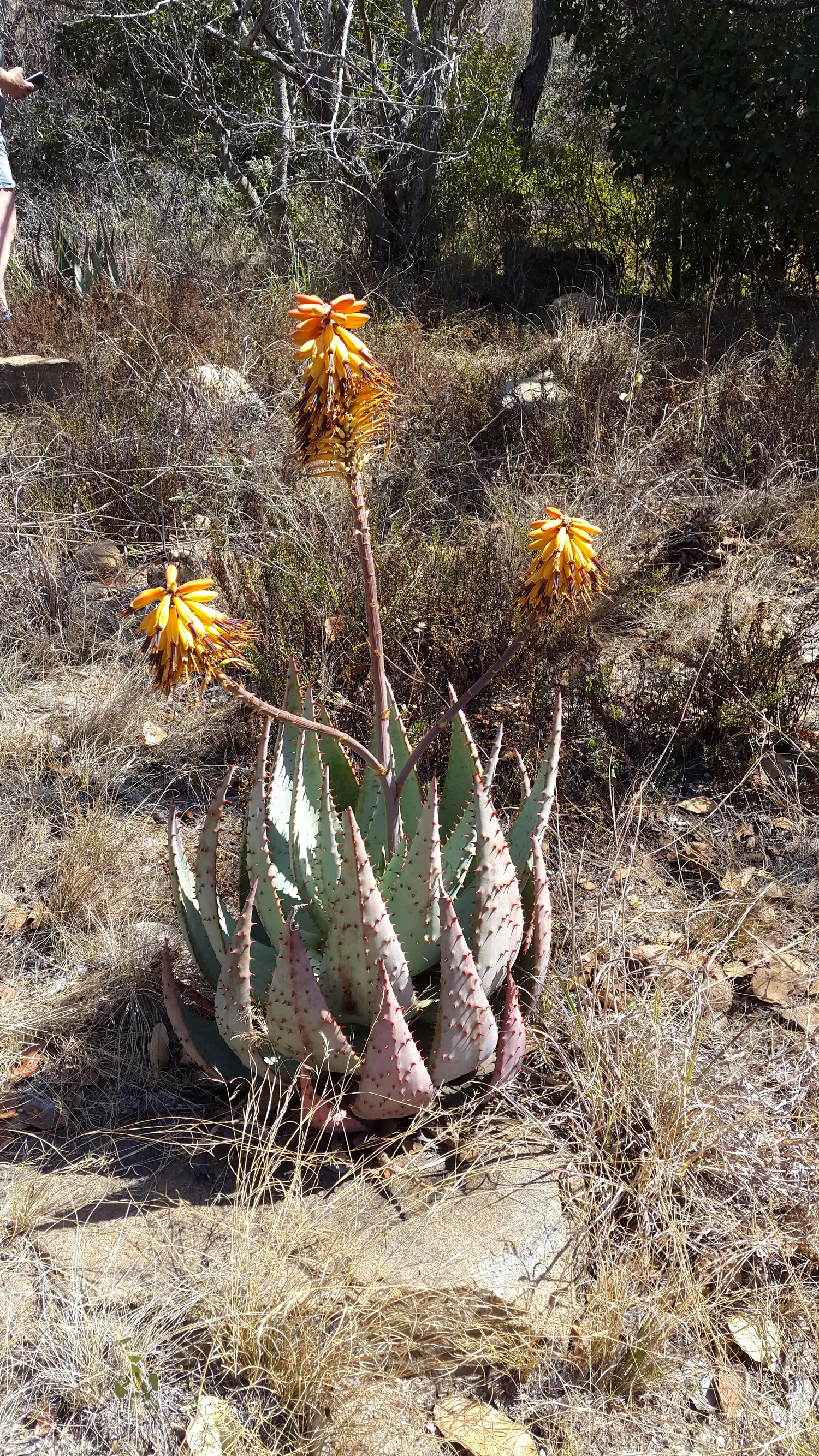 Spectacular Aloe (Aloe Spectabilis) — succulent leaves reaching 2 feet in height